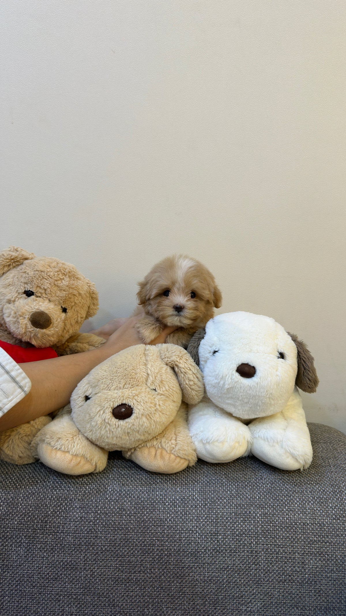 JIGU - MALE (MALTIPOO)
