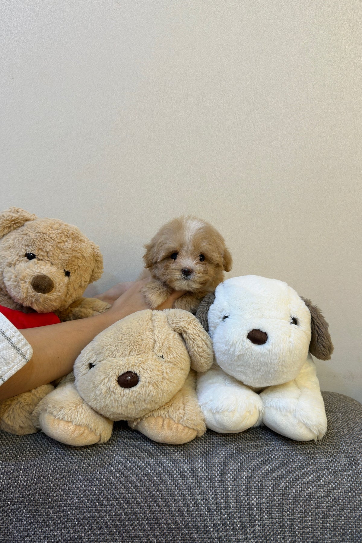 JIGU - MALE (MALTIPOO)