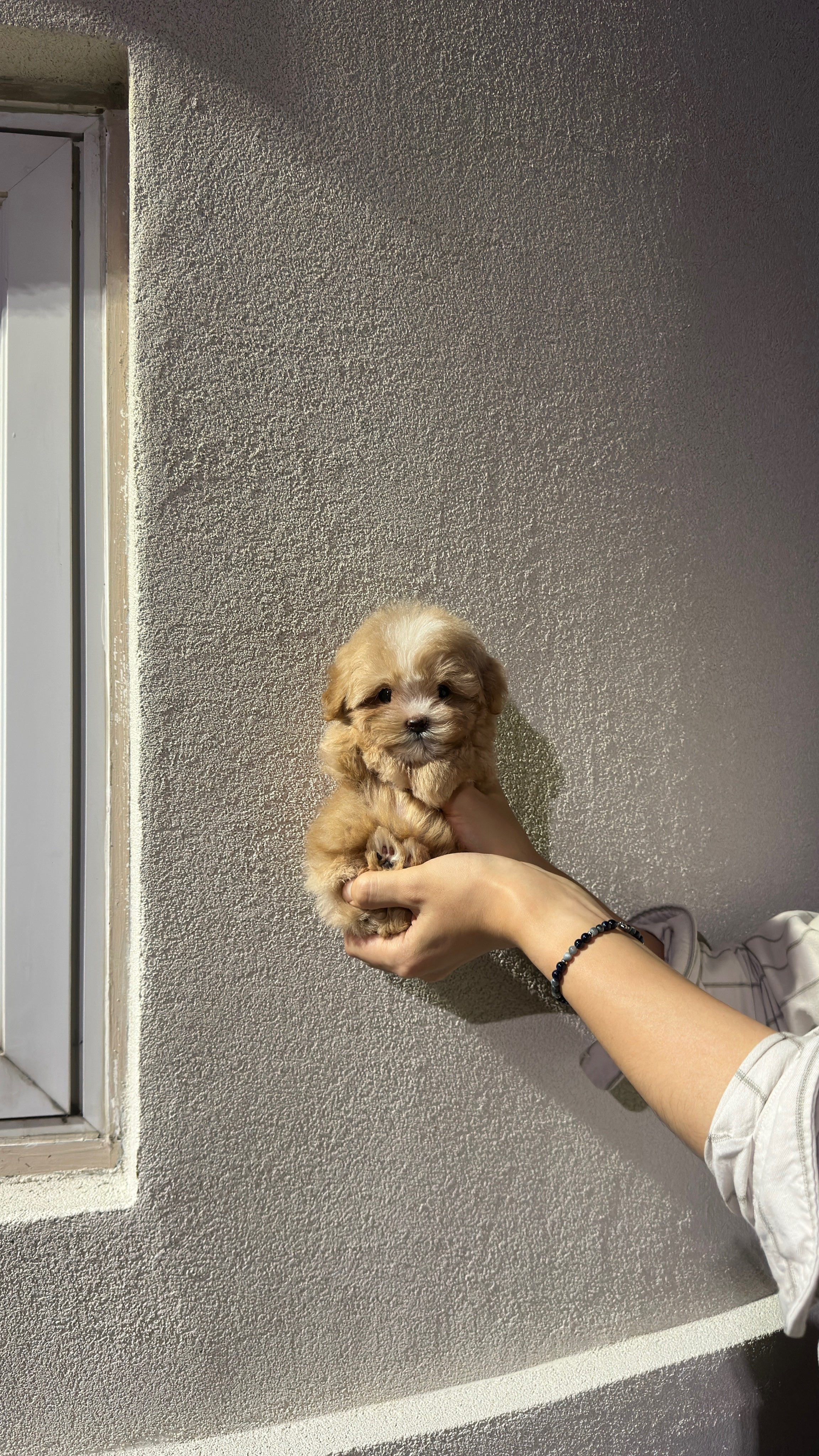 JIGU - MALE (MALTIPOO)
