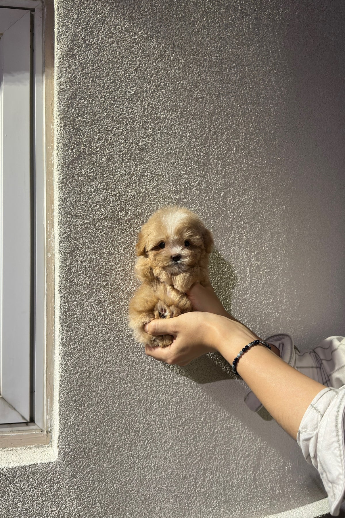 JIGU - MALE (MALTIPOO)
