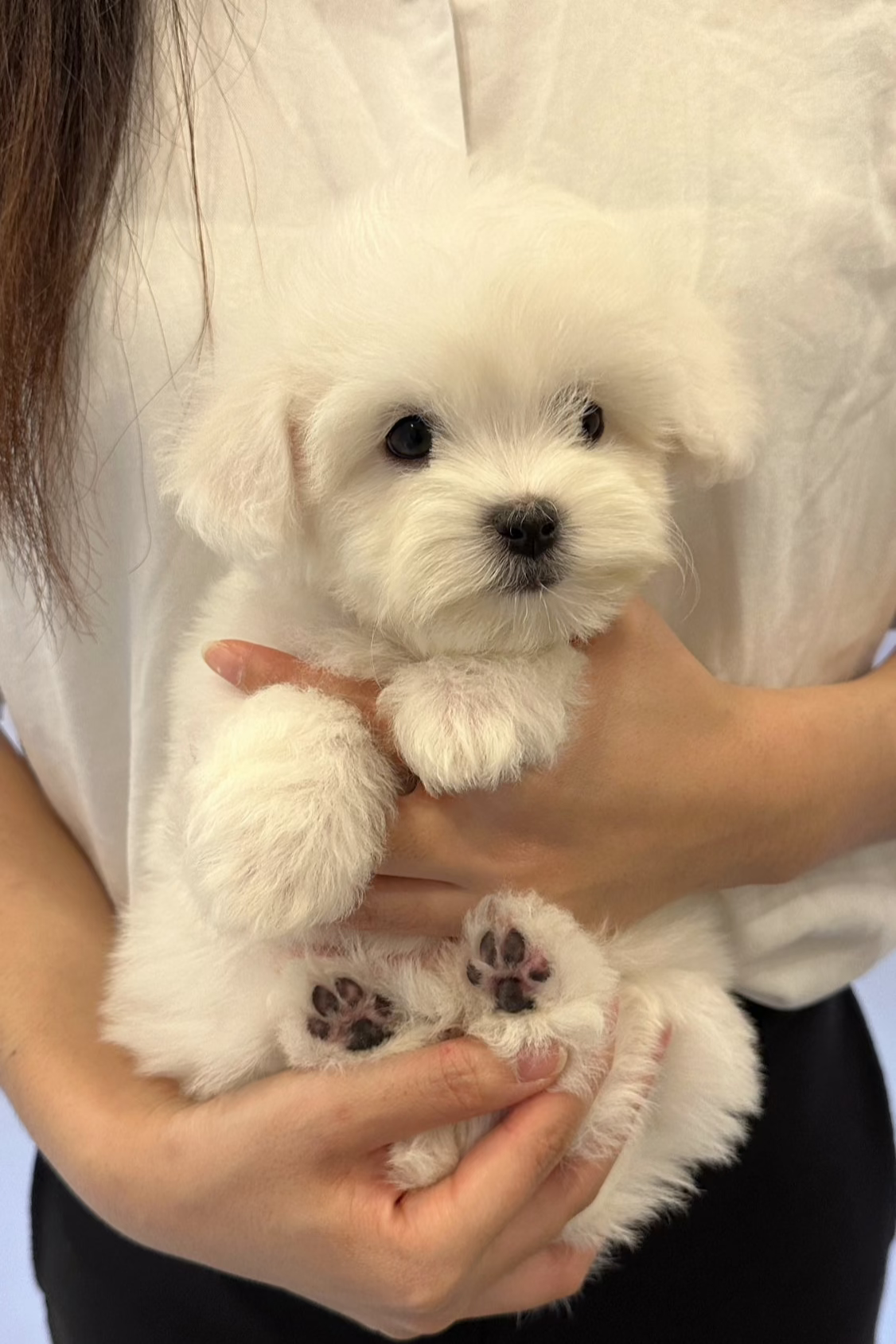 BINGSU - FEMALE (COTON DE TULEAR)