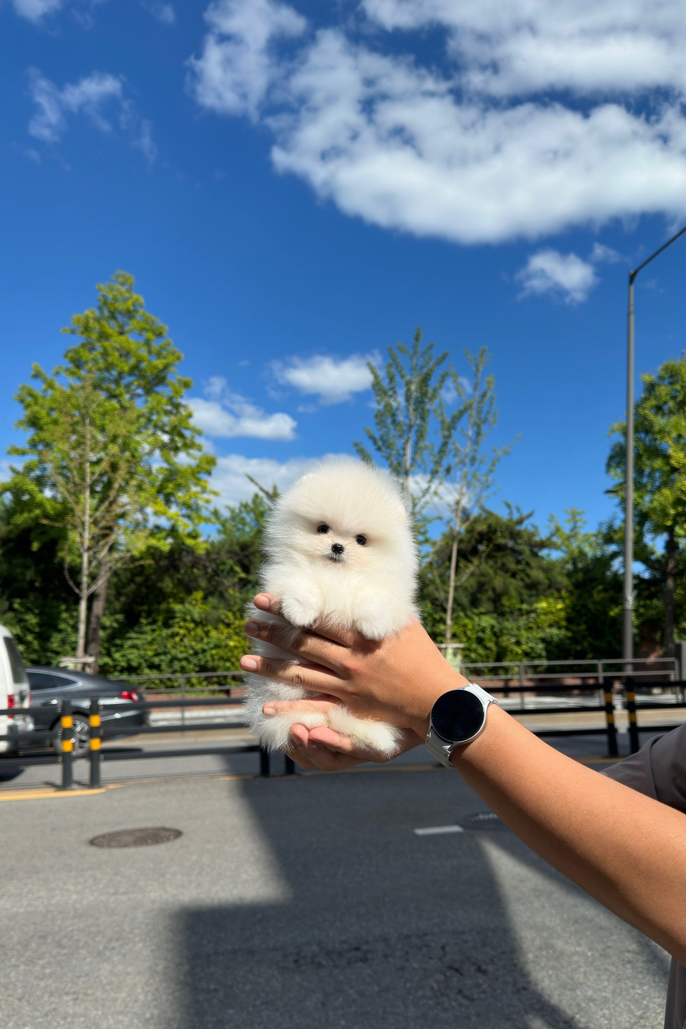 LUMI - FEMALE (POMERANIAN)