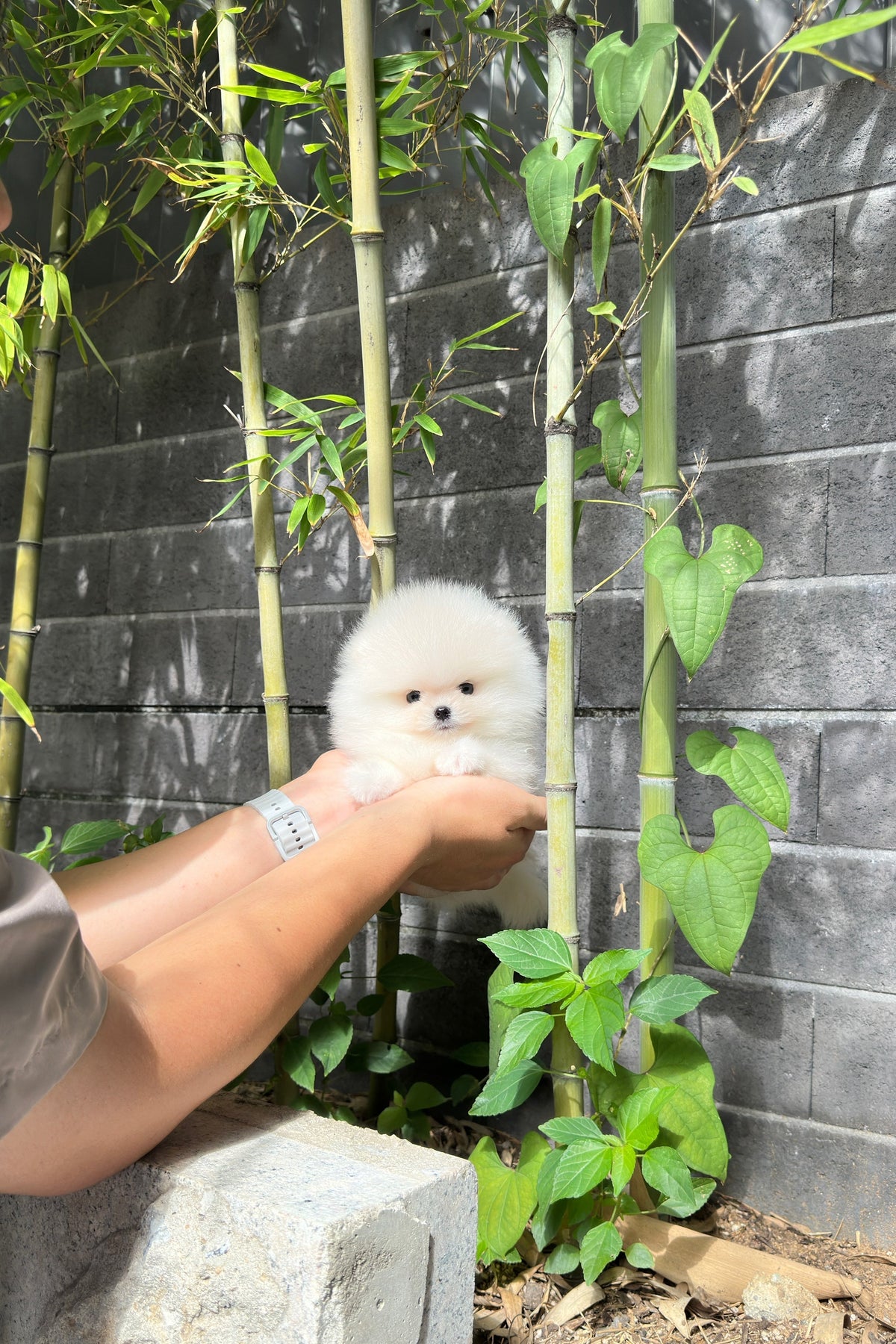 LUMI - FEMALE (POMERANIAN)