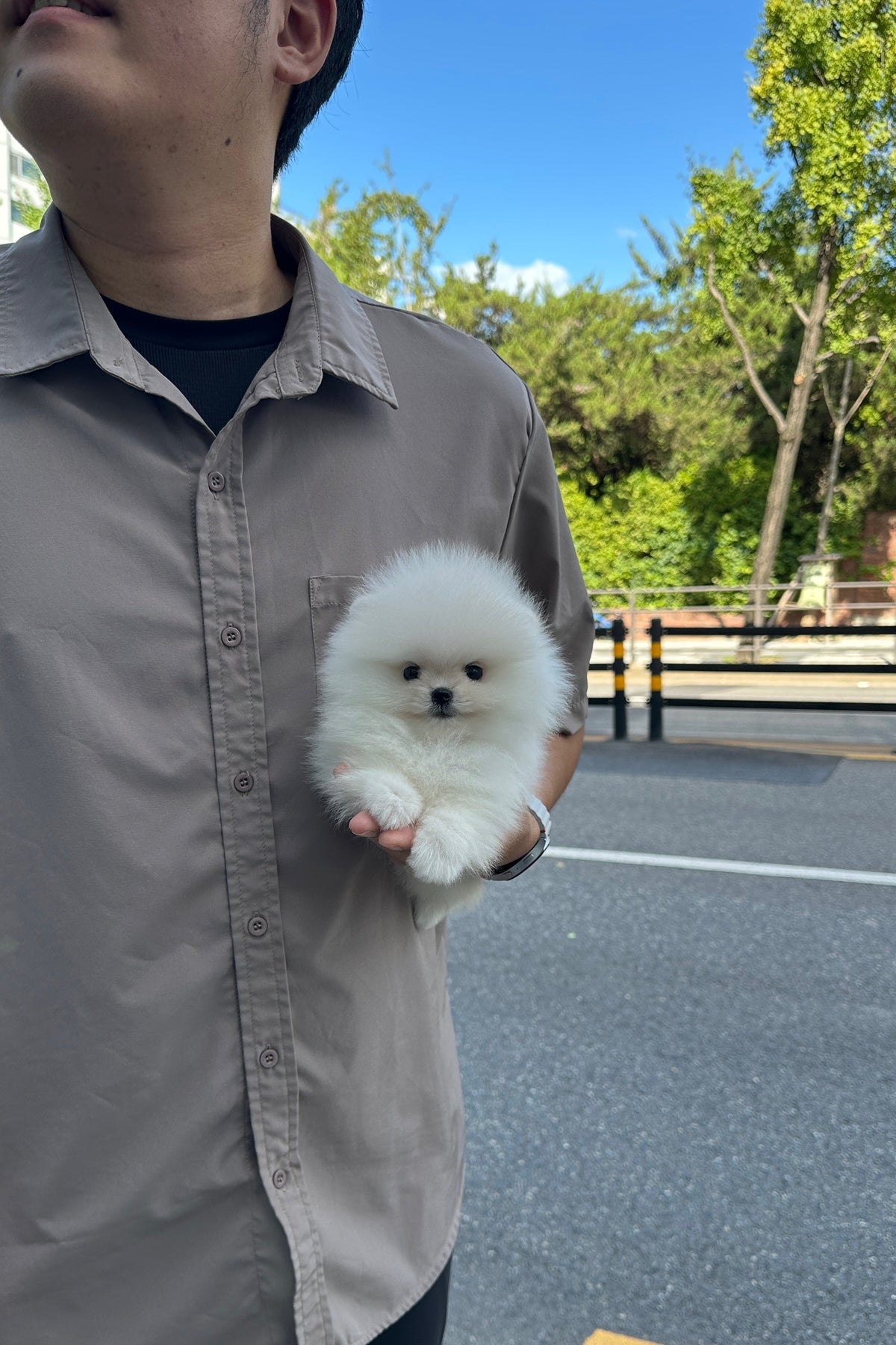 LUMI - FEMALE (POMERANIAN)