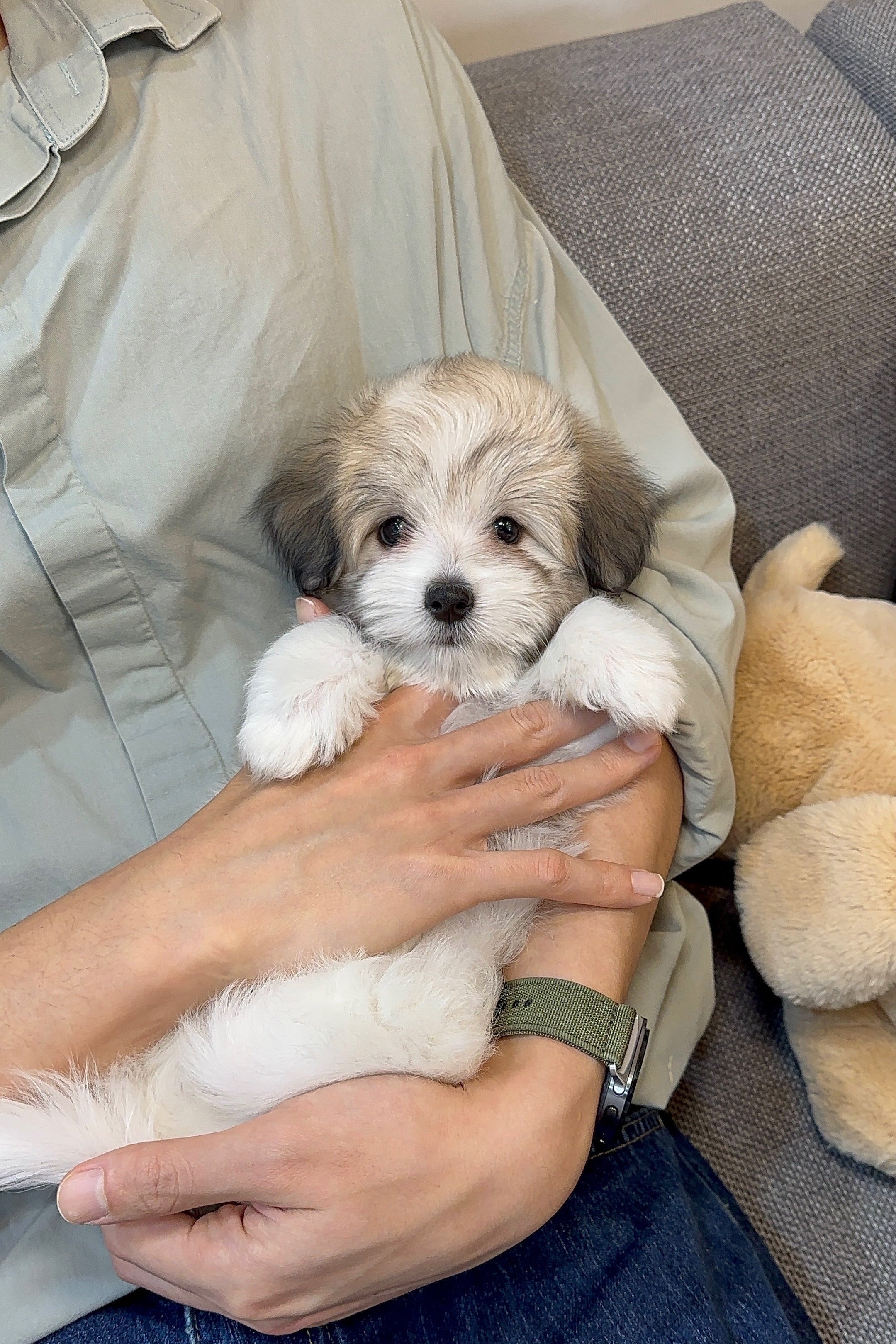 LULU - FEMALE (COTON DE TULEAR)