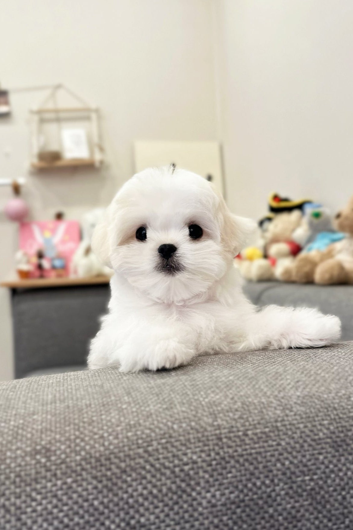 HUGH - MALE (MALTESE)