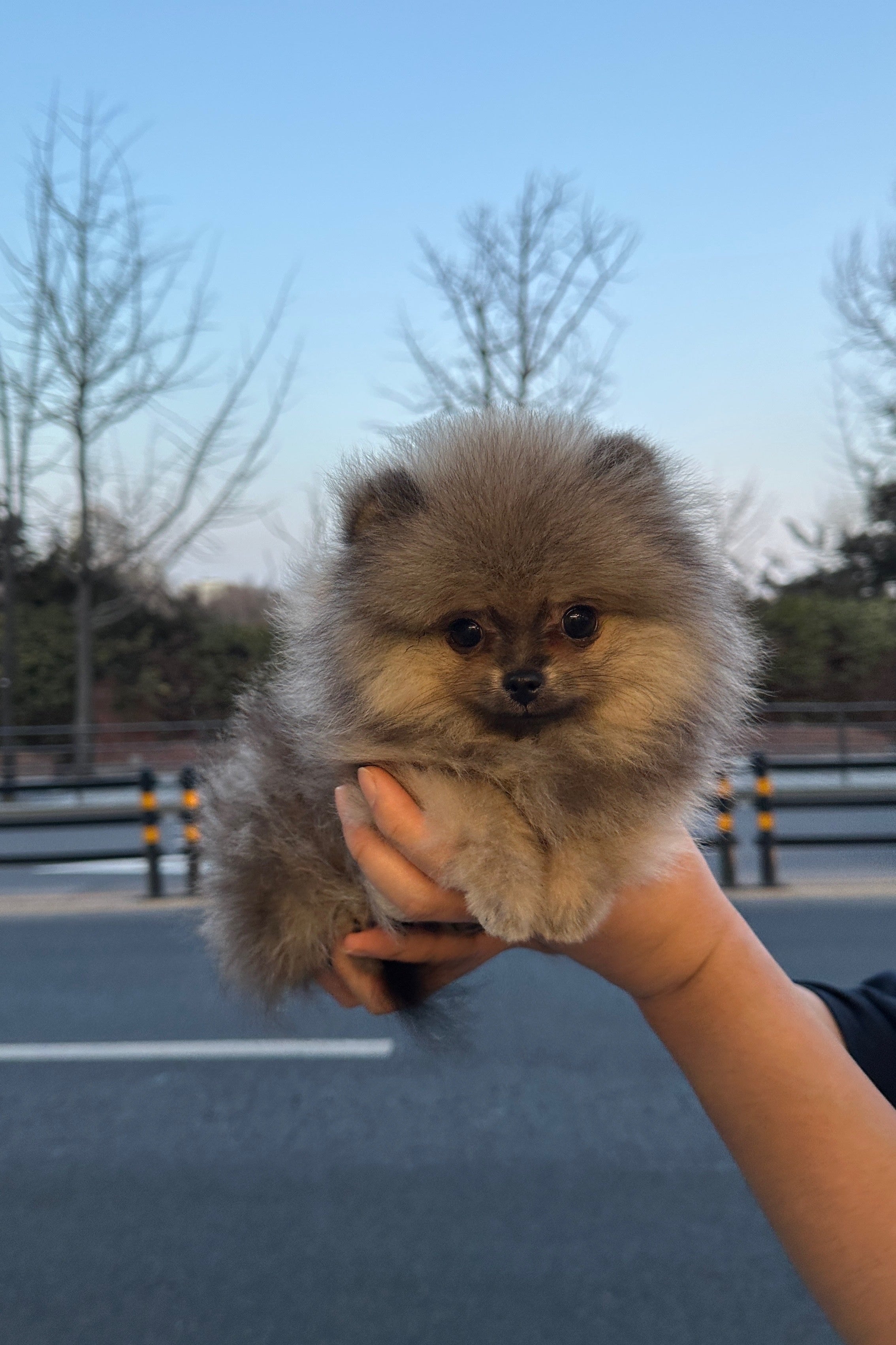 GOMGOM - FEMALE (POMERANIAN)