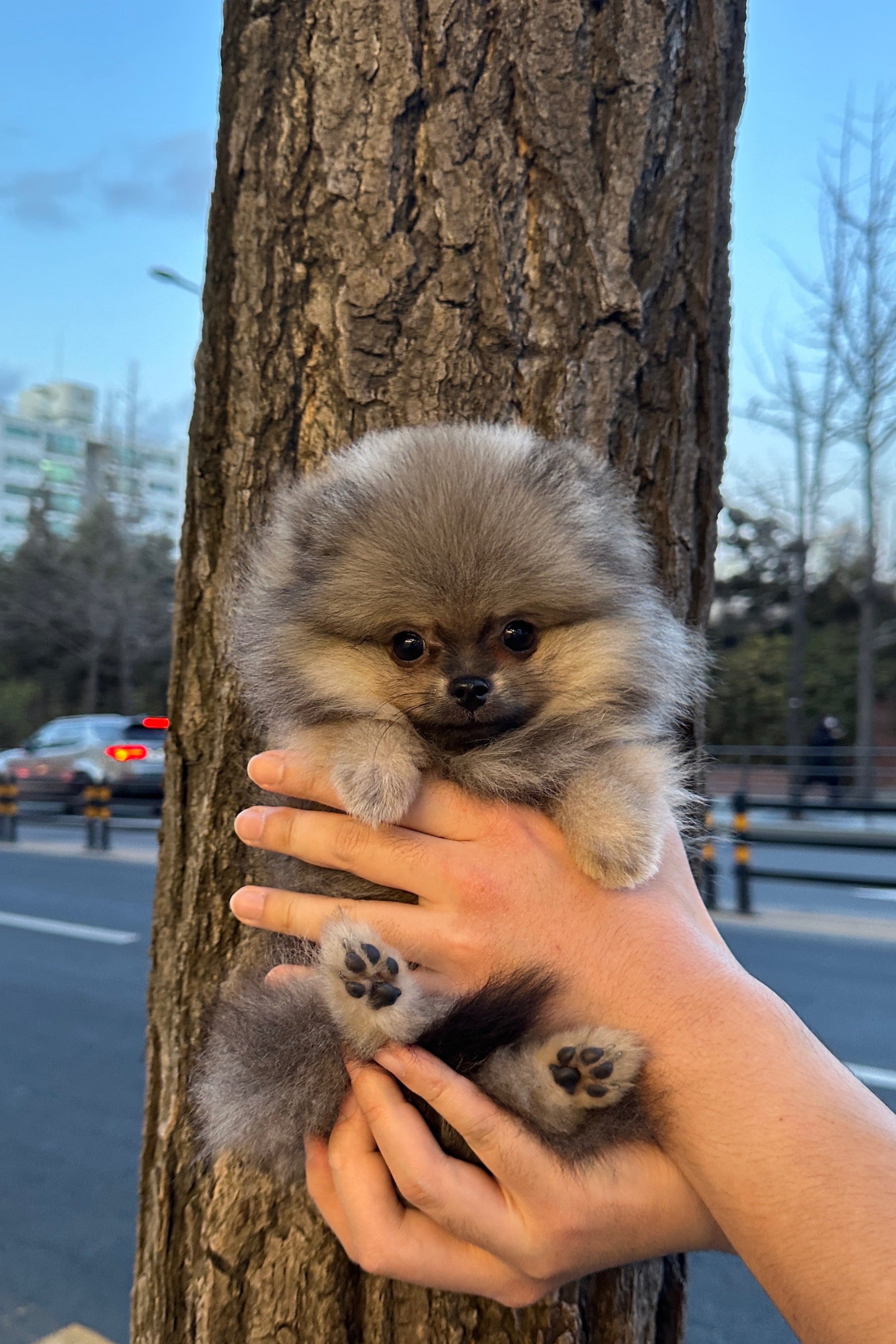 GOMGOM - FEMALE (POMERANIAN)