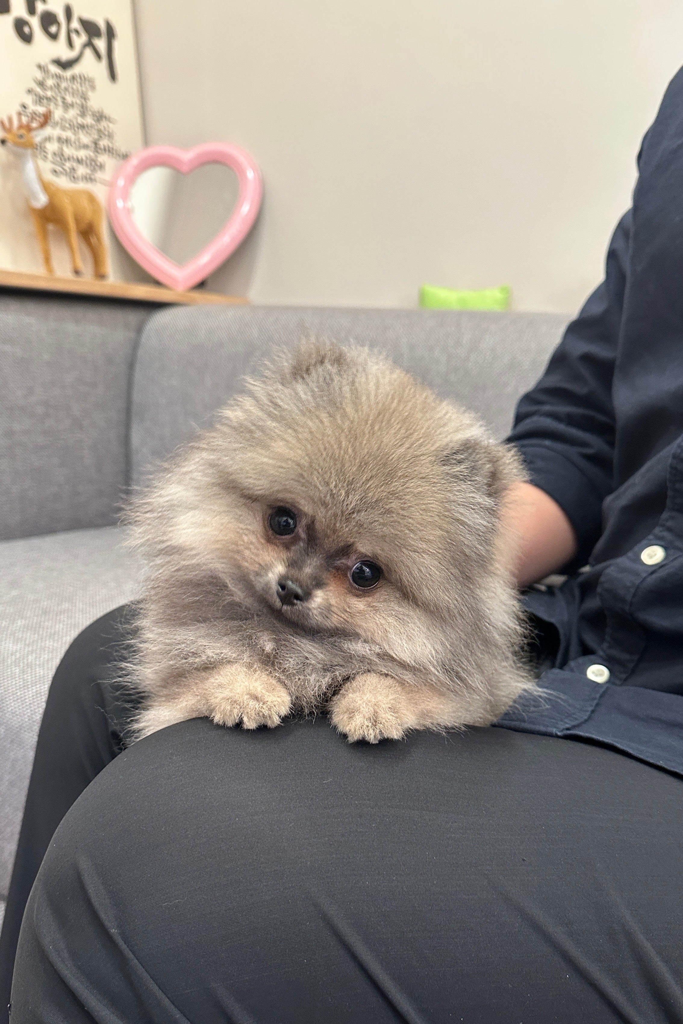 GOMGOM - FEMALE (POMERANIAN)