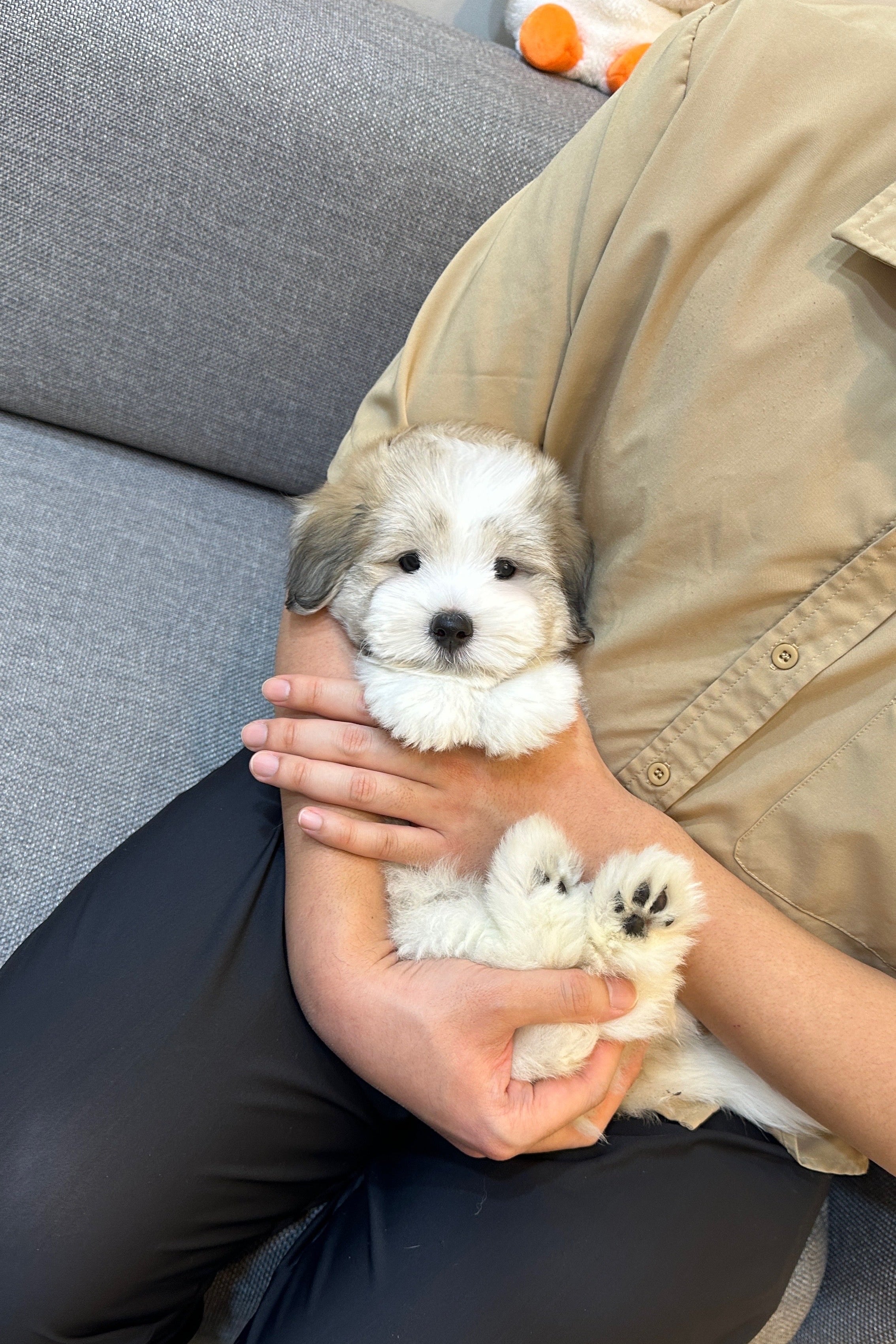 REO - MALE (COTON DE TULEAR)
