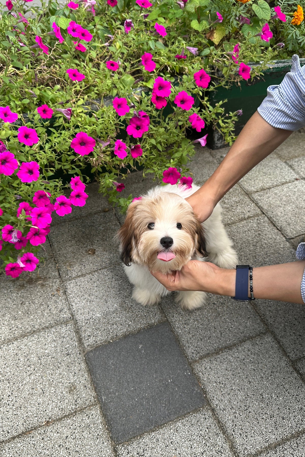 TOTO - FEMALE (COTONPOO)