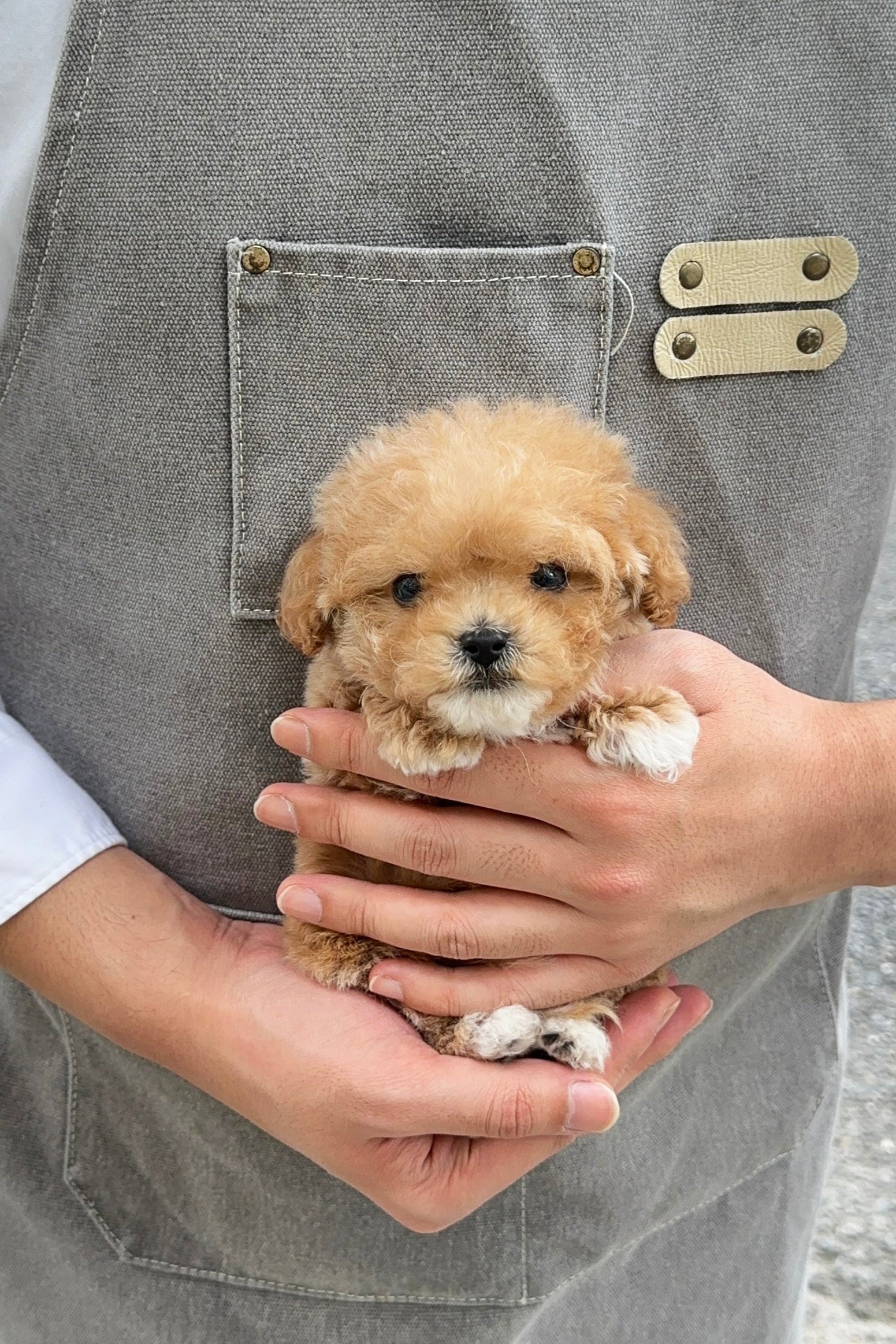 Dog Rescue Miniature Poodle Adoption Near Me Miniature Poodles For