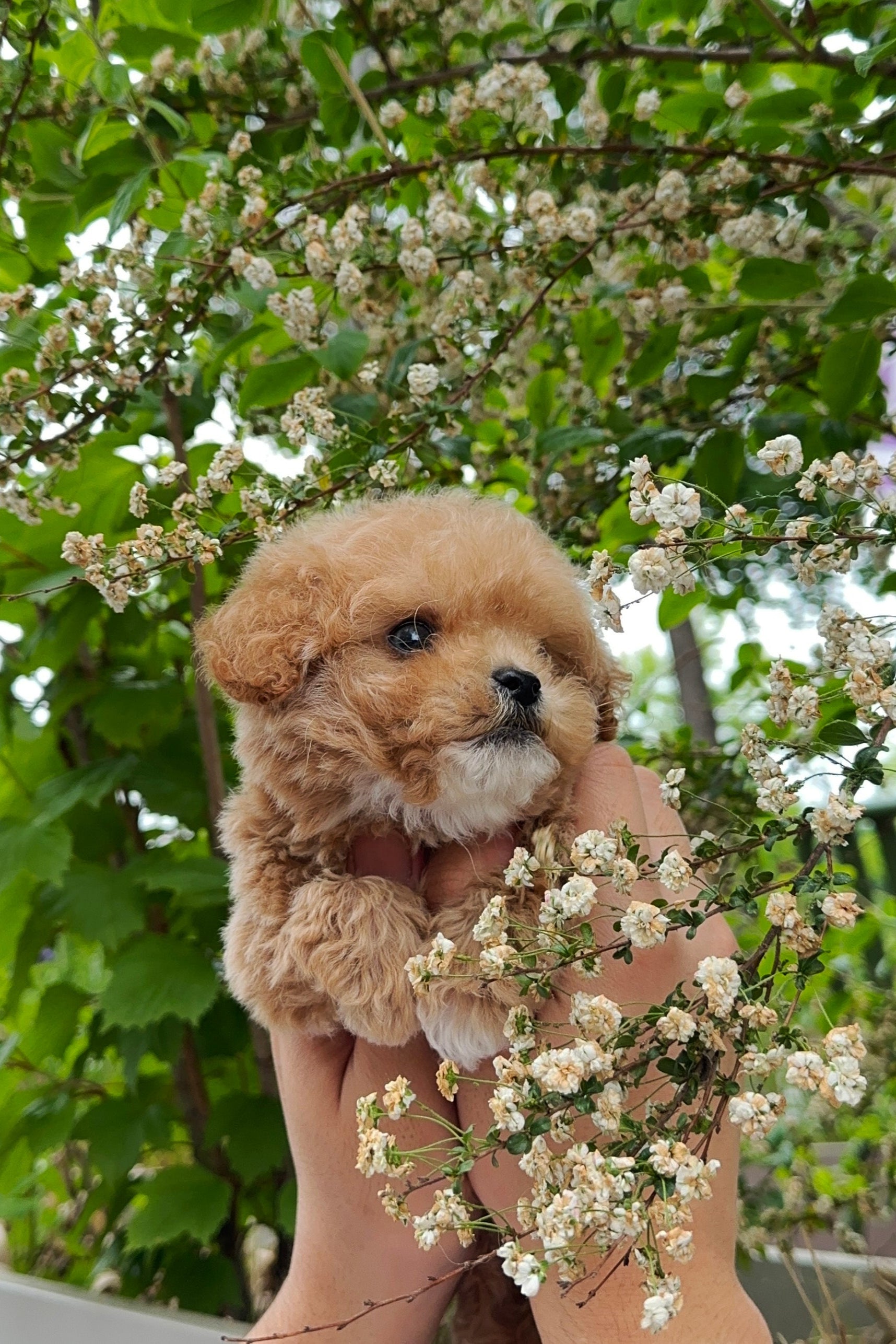 SABASTIAN MALE TEACUP POODLE