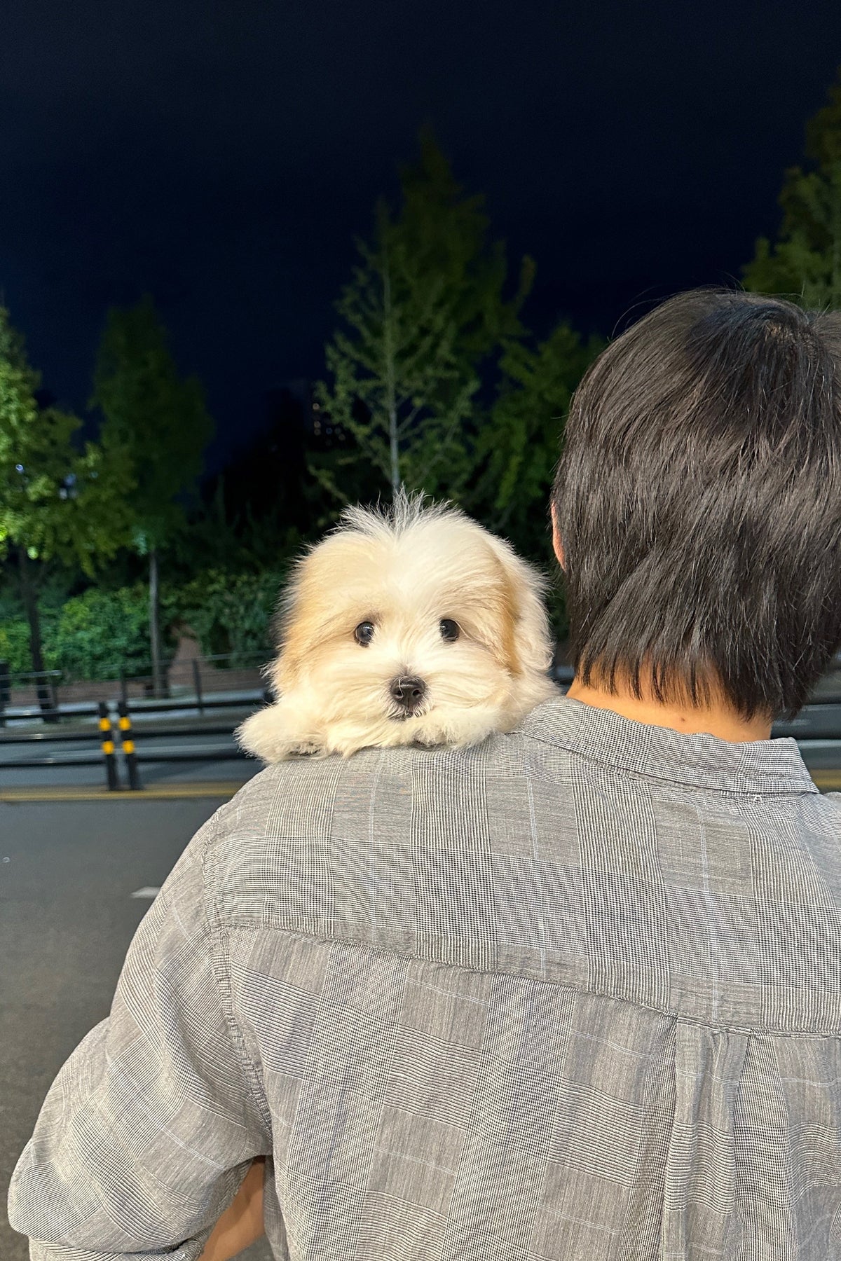 PYEONJI - MALE (COTON DE TULEAR)