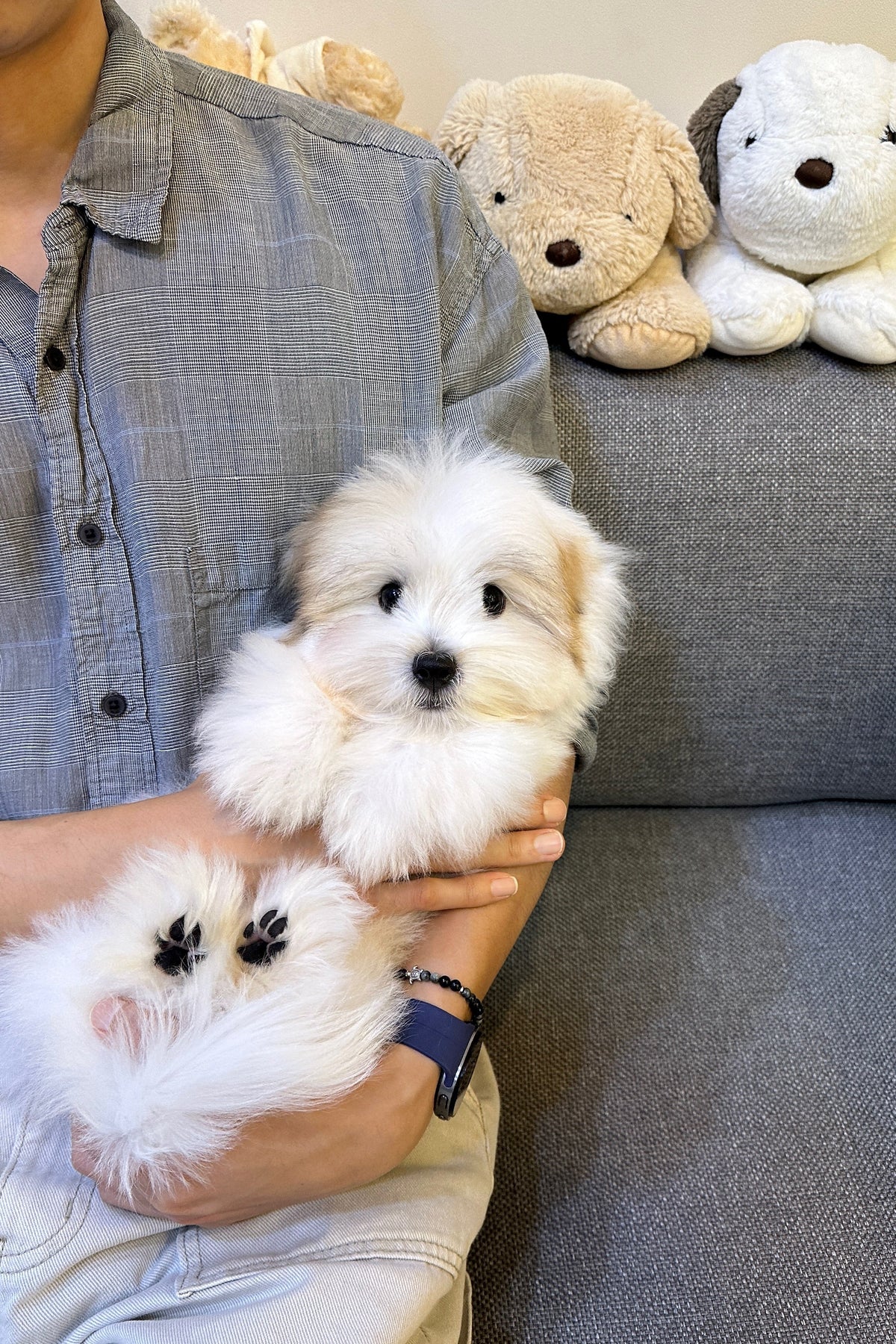 PYEONJI - MALE (COTON DE TULEAR)
