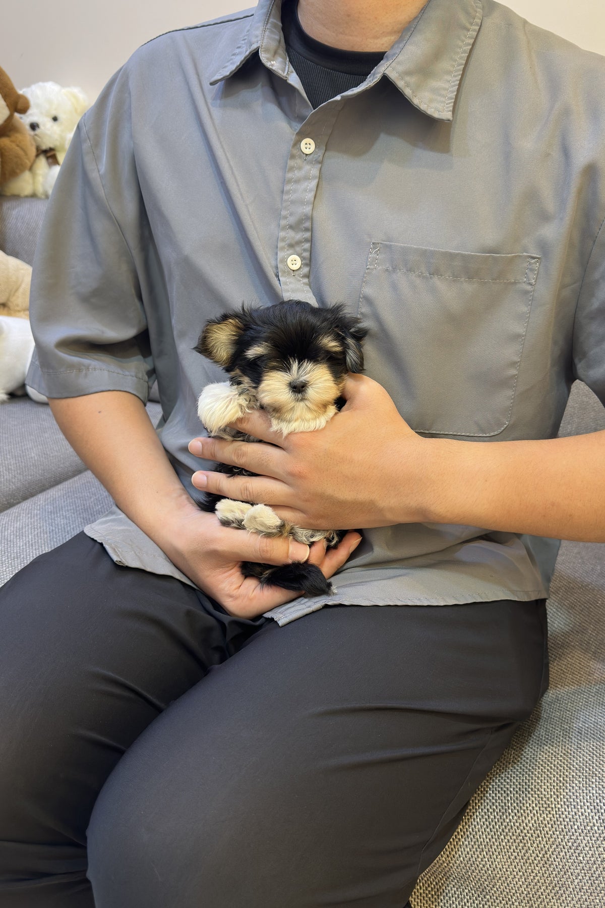 Maltishu puppy Byeoli held in arms