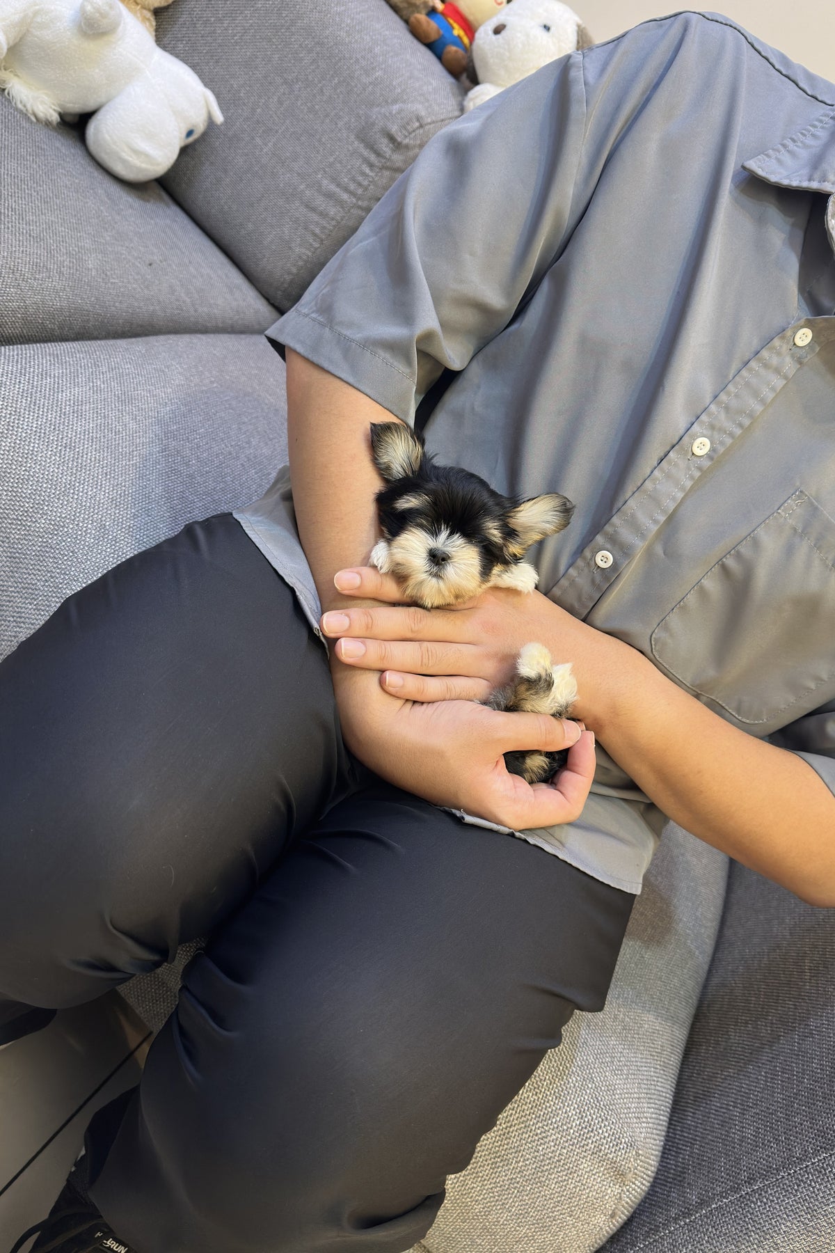 Small Maltese Schnauzer mix puppy Byeoli