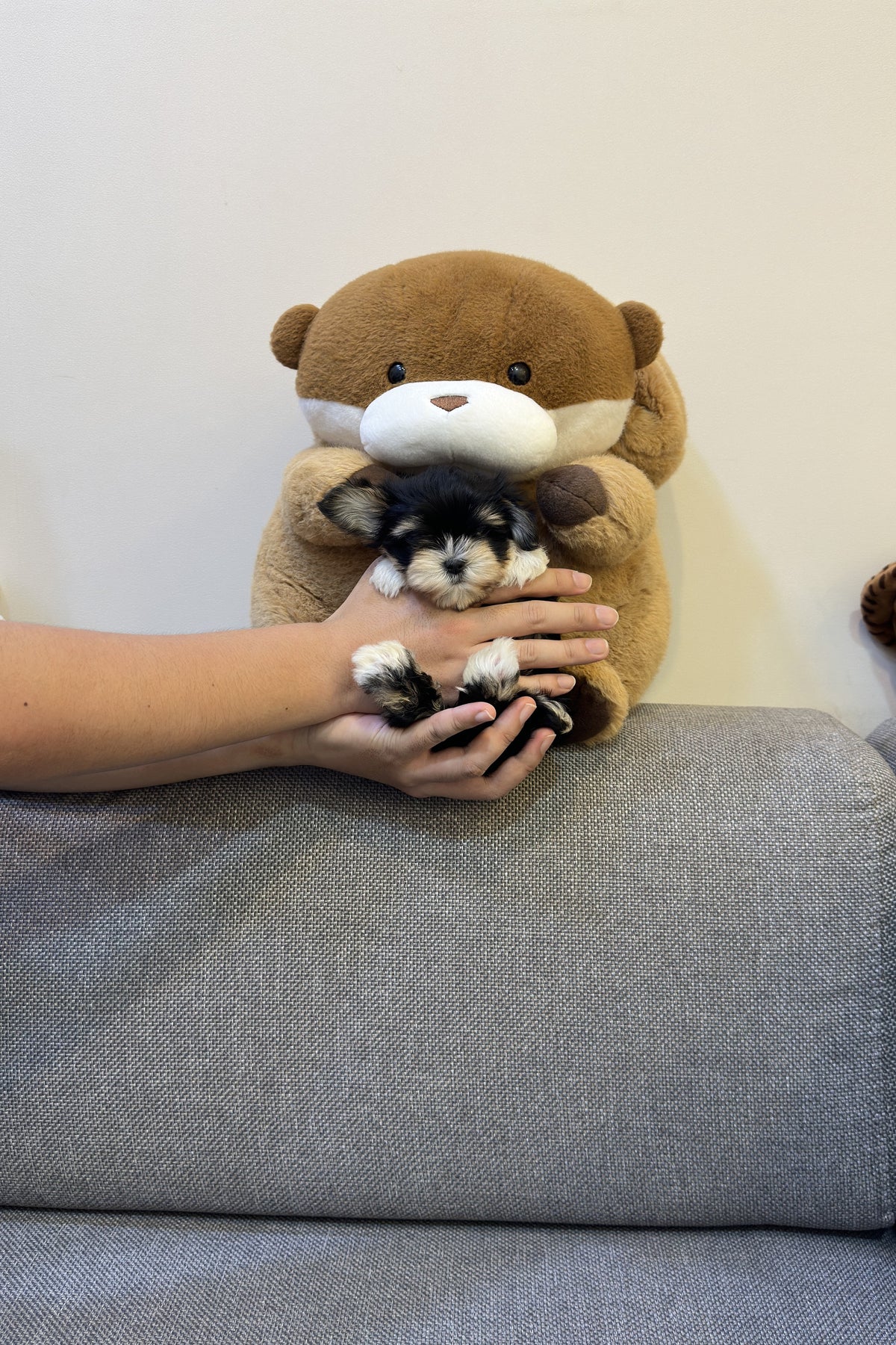 Byeoli the Maltishu puppy with a teddy bear
