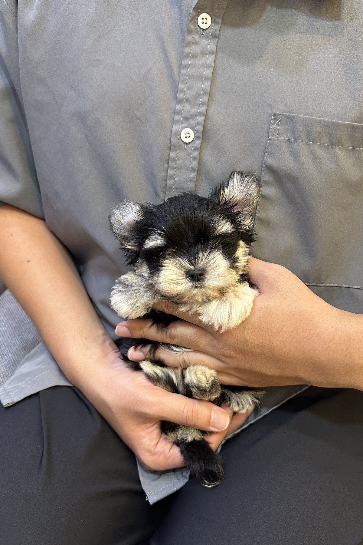 Dali, a male Maltishu puppy (Maltese x Schnauzer) with black parti coat