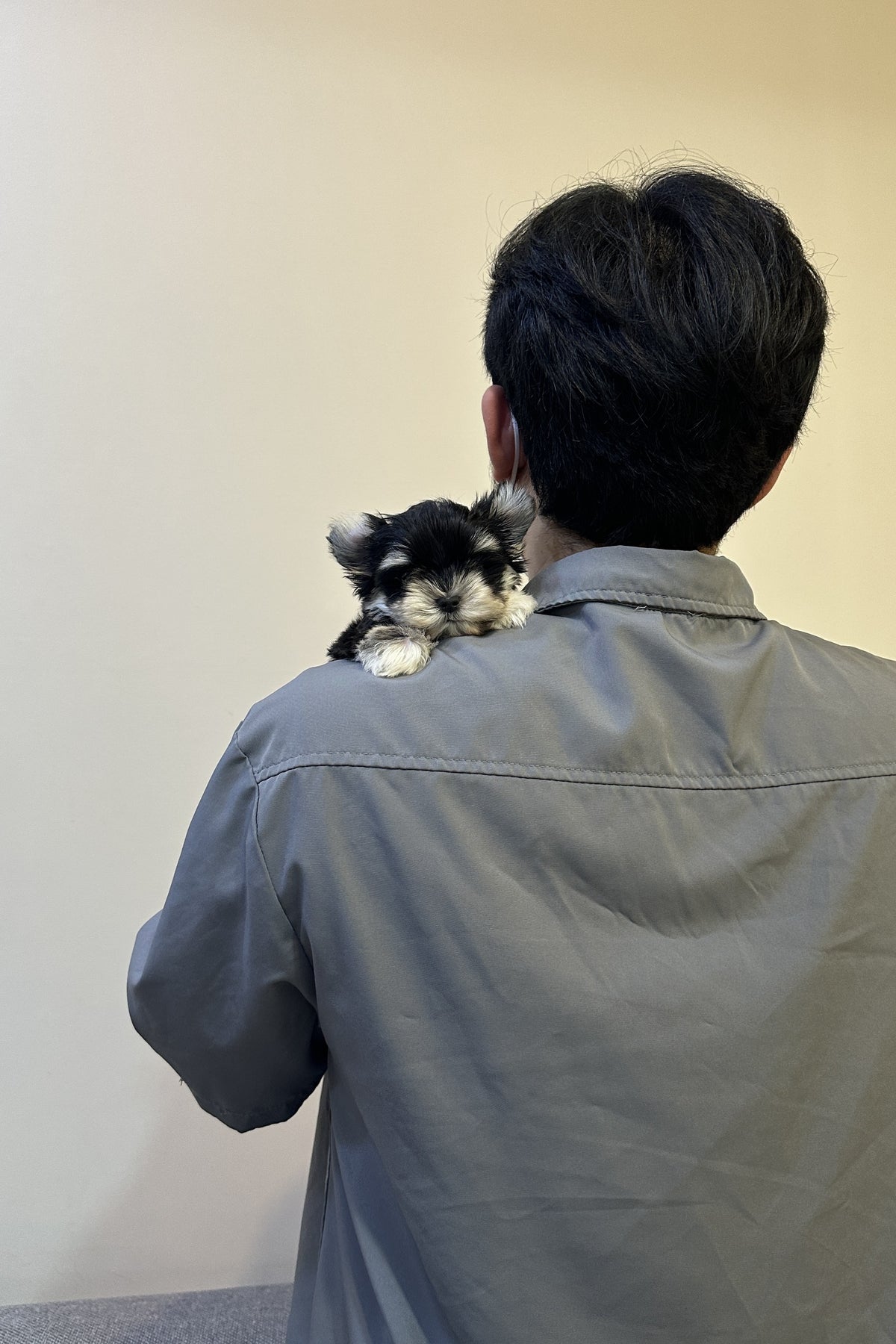 Maltishu puppy Dali on a shoulder
