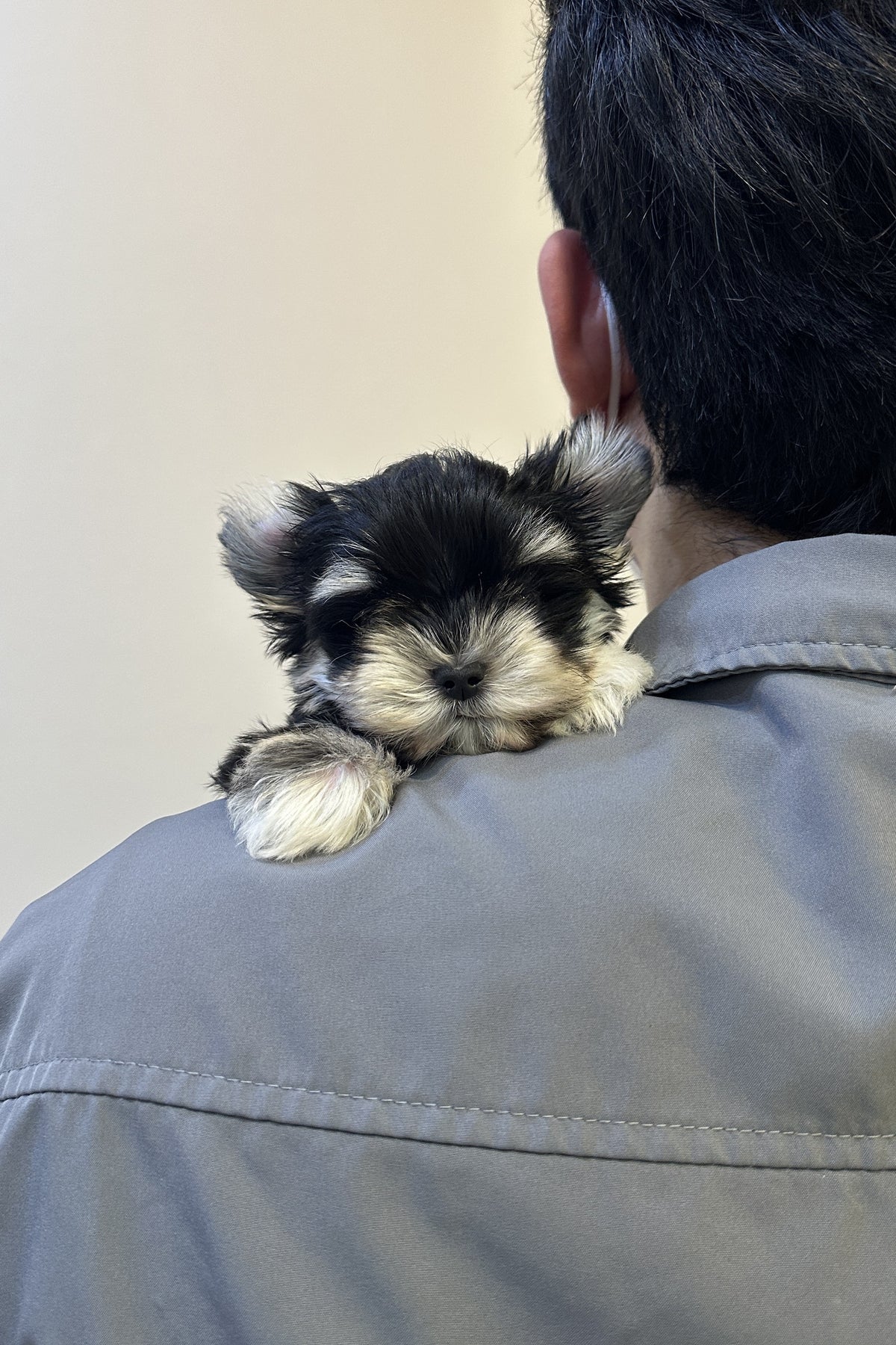 Small Maltese Schnauzer mix puppy Dali