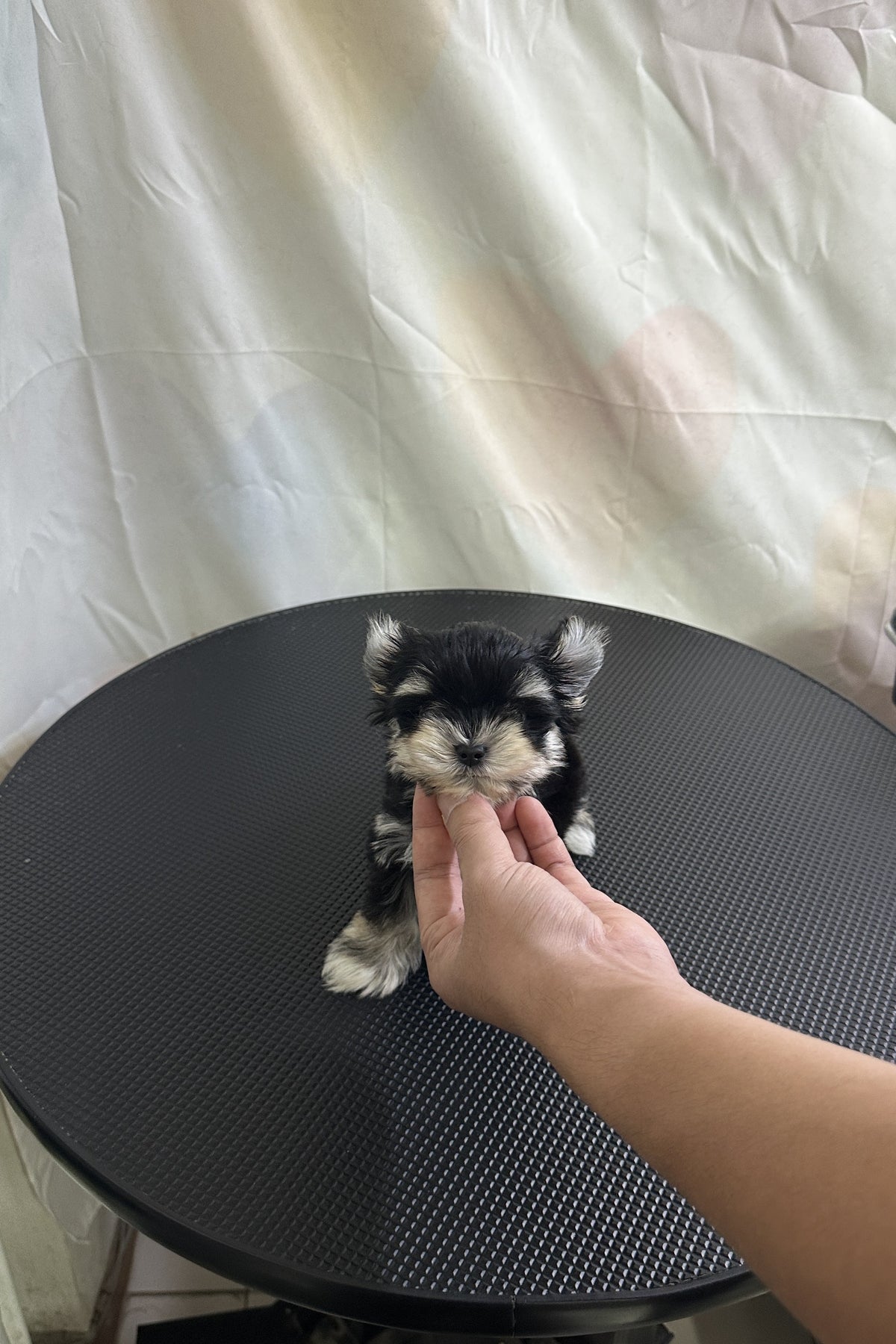 Dali the Maltishu puppy sitting on a table