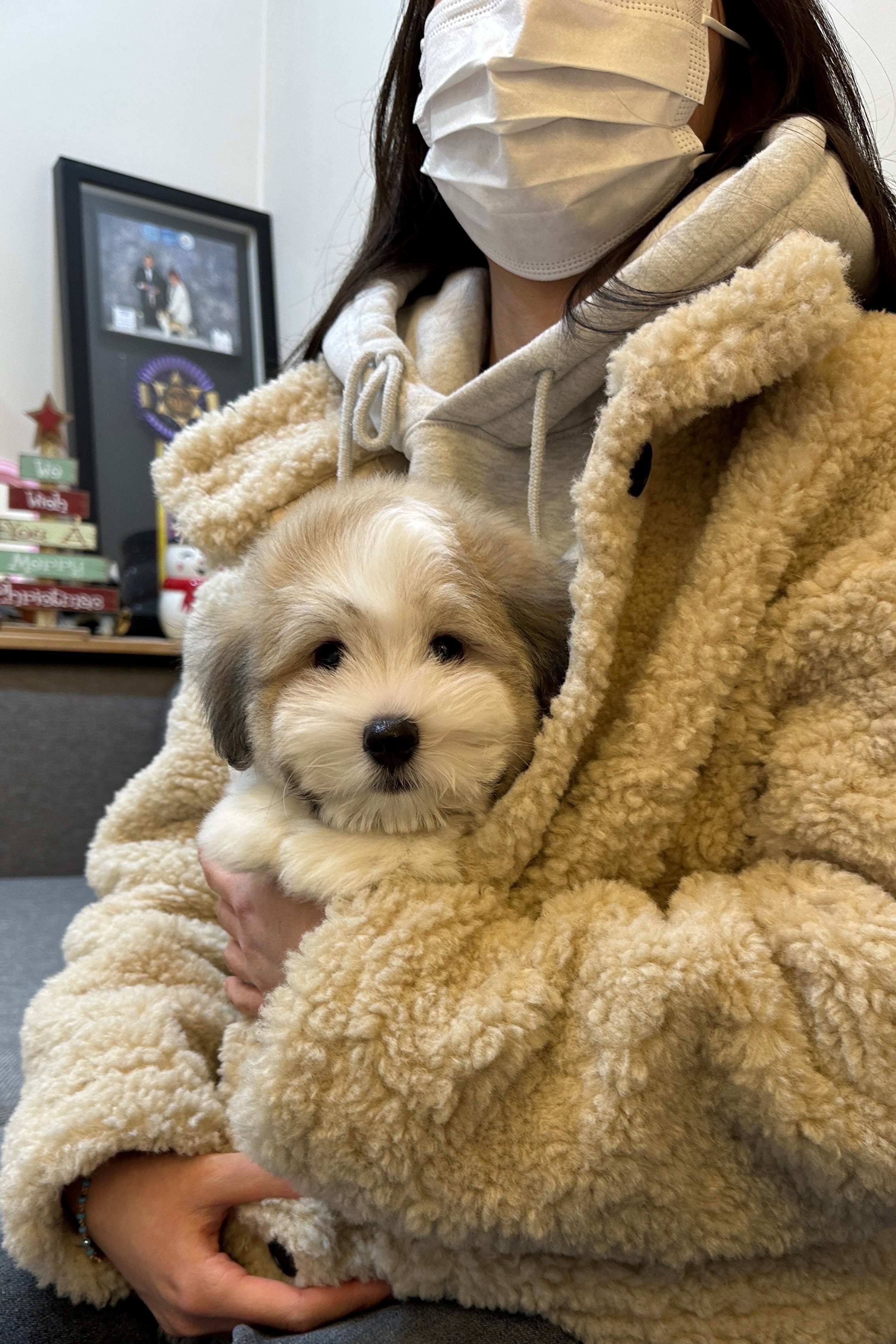 REO - MALE (COTON DE TULEAR)