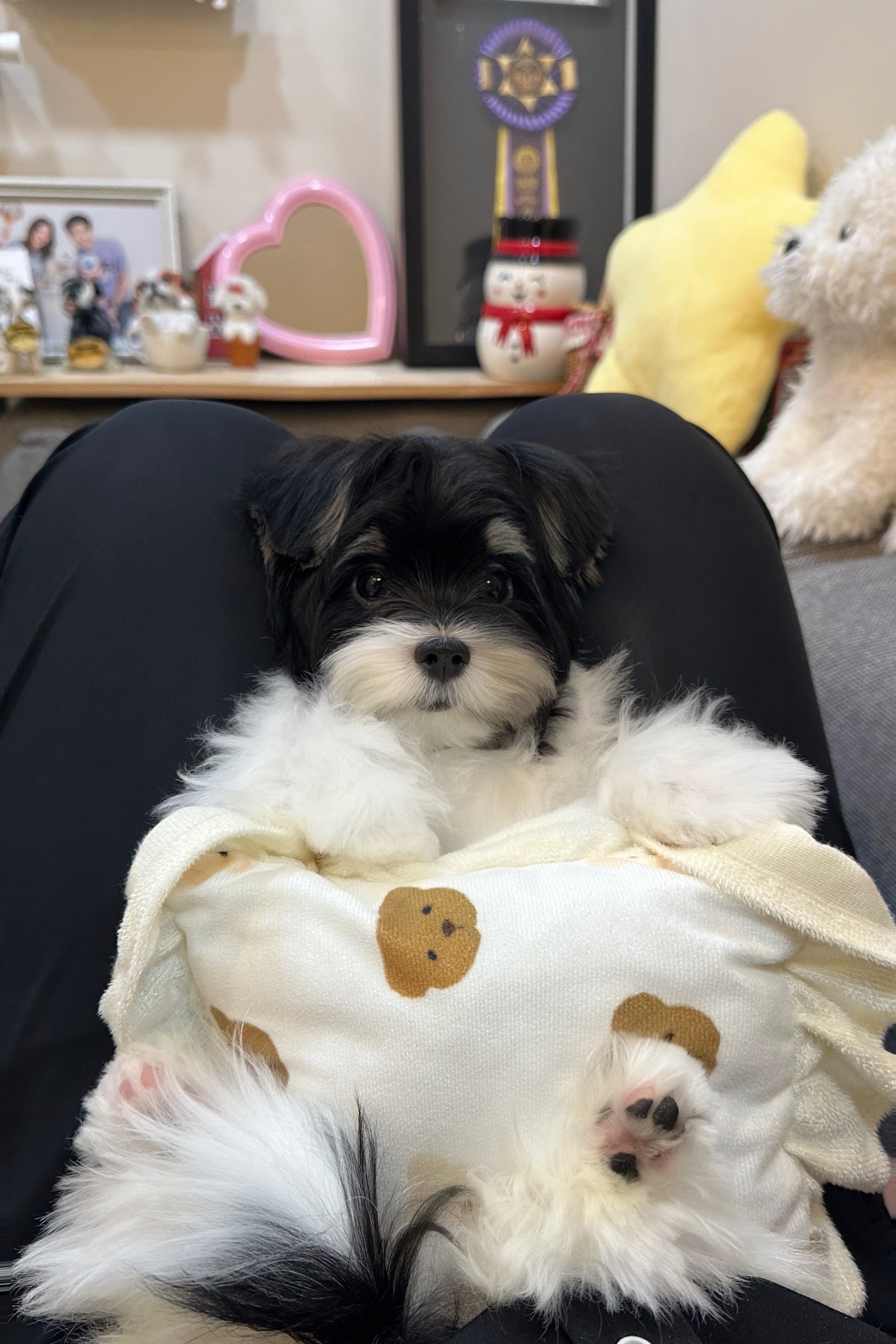 MINU - MALE (BIEWER TERRIER)