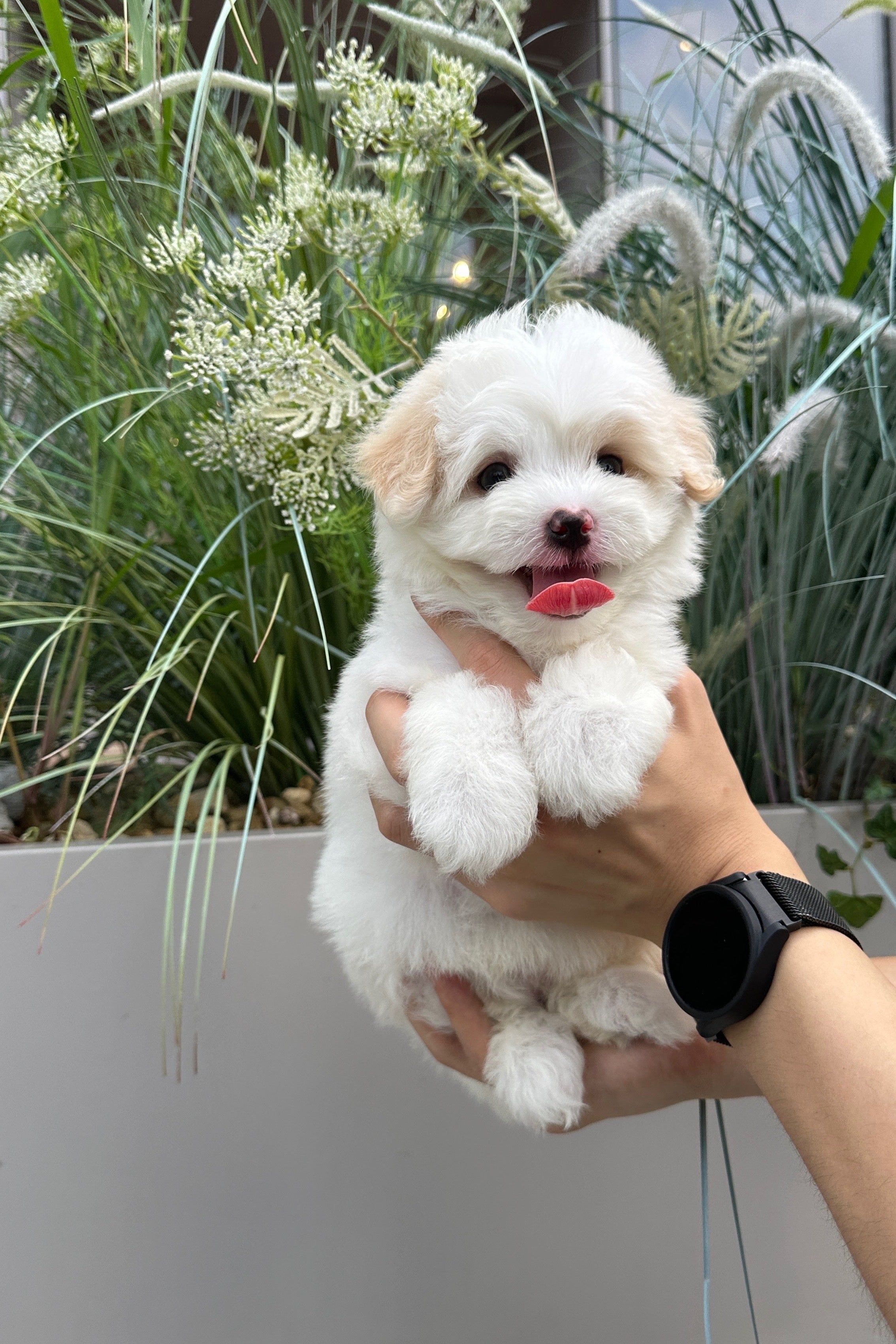 BIBI - FEMALE (COTON DE TULEAR)