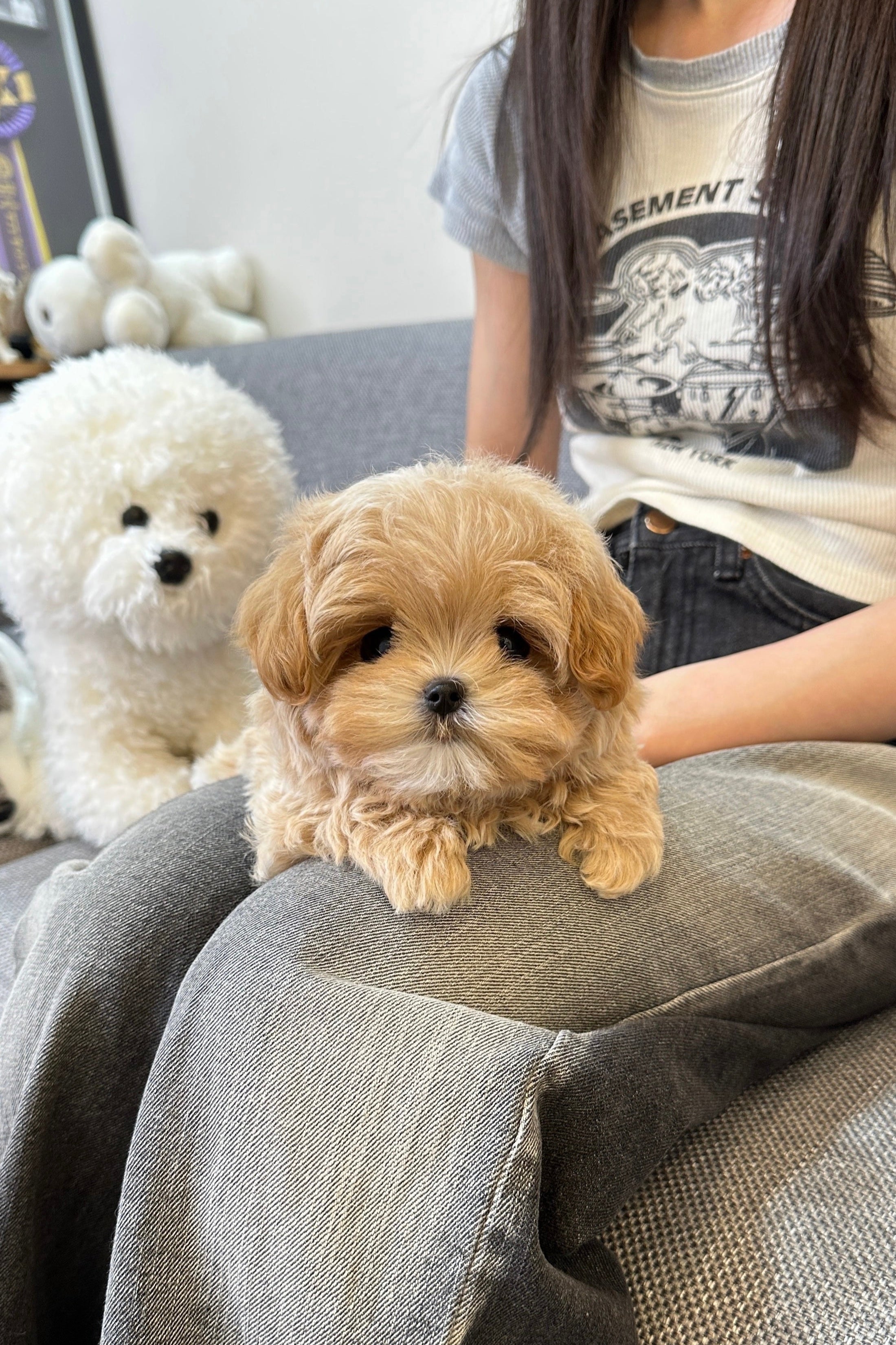BORI MALE (MALTIPOO) – Kim's Pups