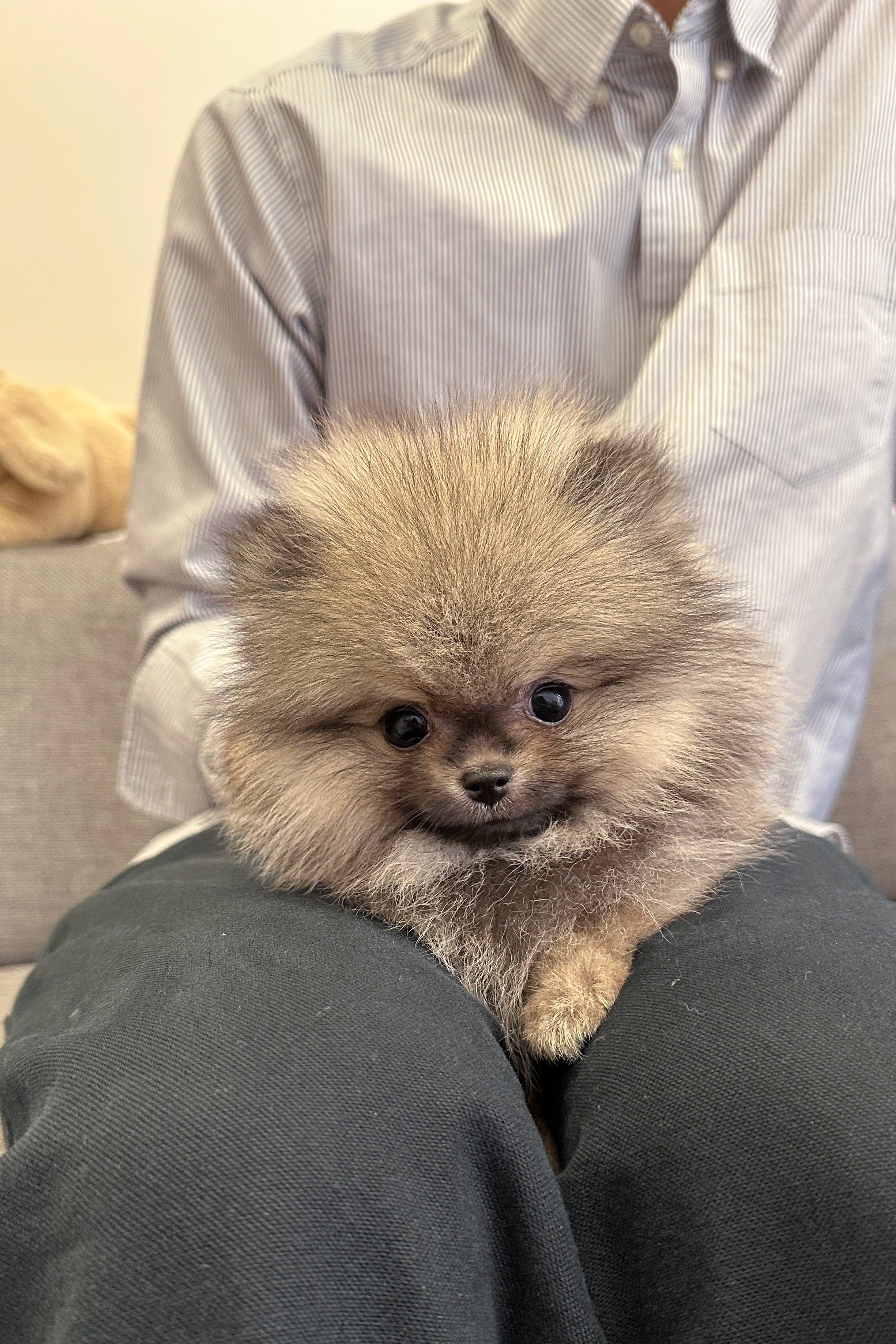 KUMA - MALE (POMERANIAN)