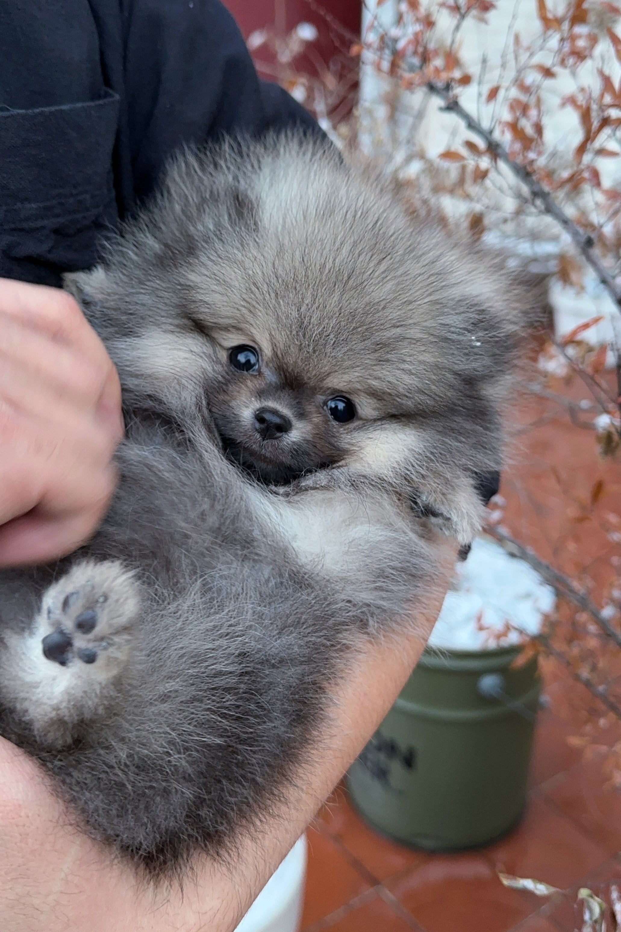 KUMA - MALE (POMERANIAN)