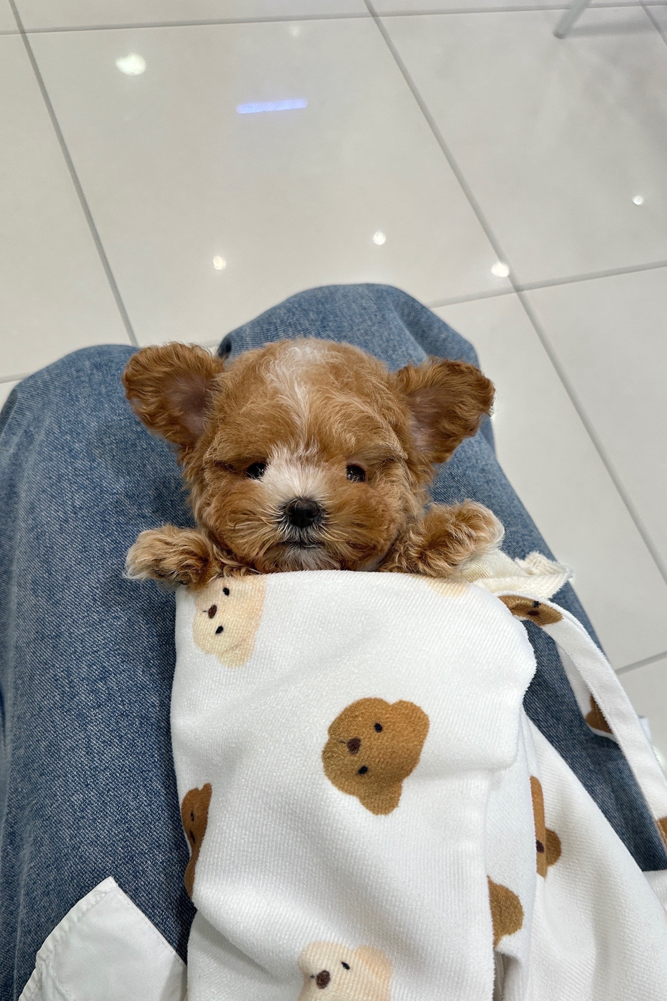 KONGTTOK- FEMALE (MALTIPOO)