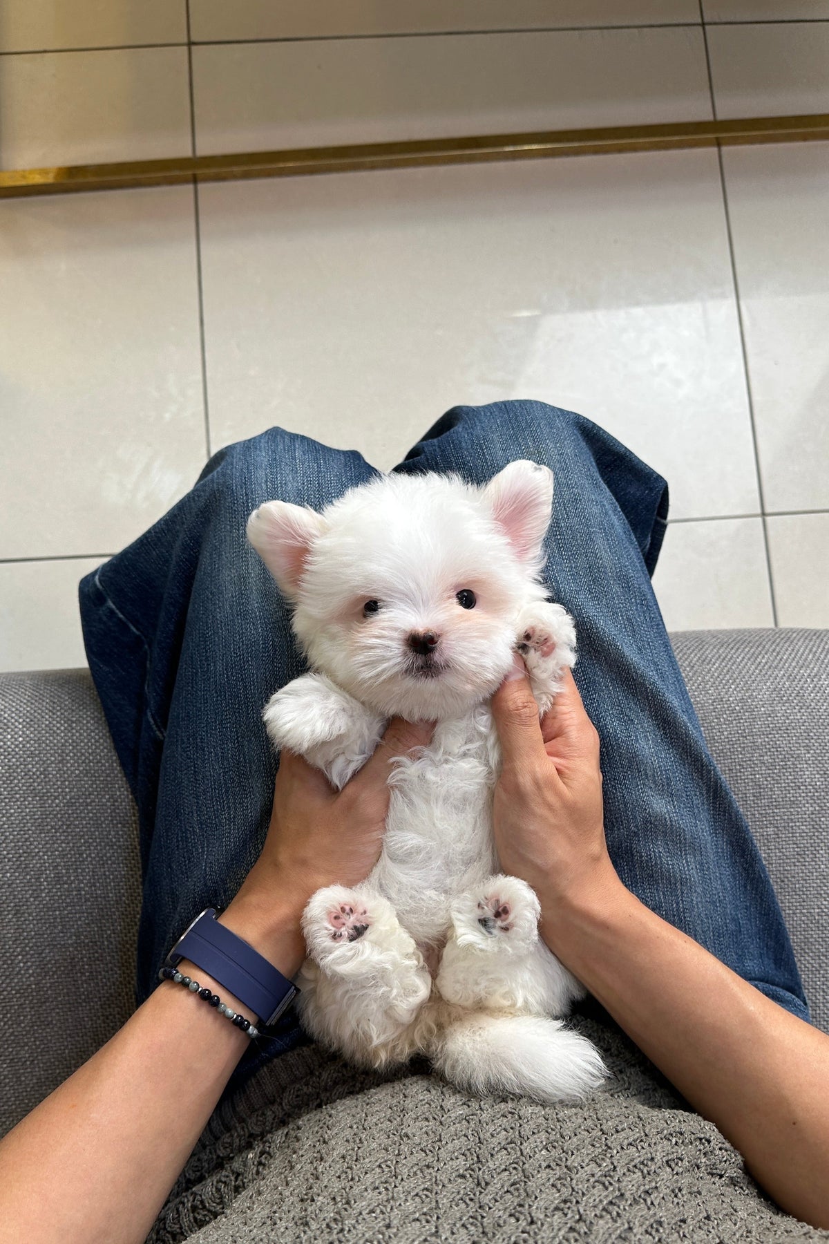 KKAKKA - FEMALE (COTON DE TULEAR)