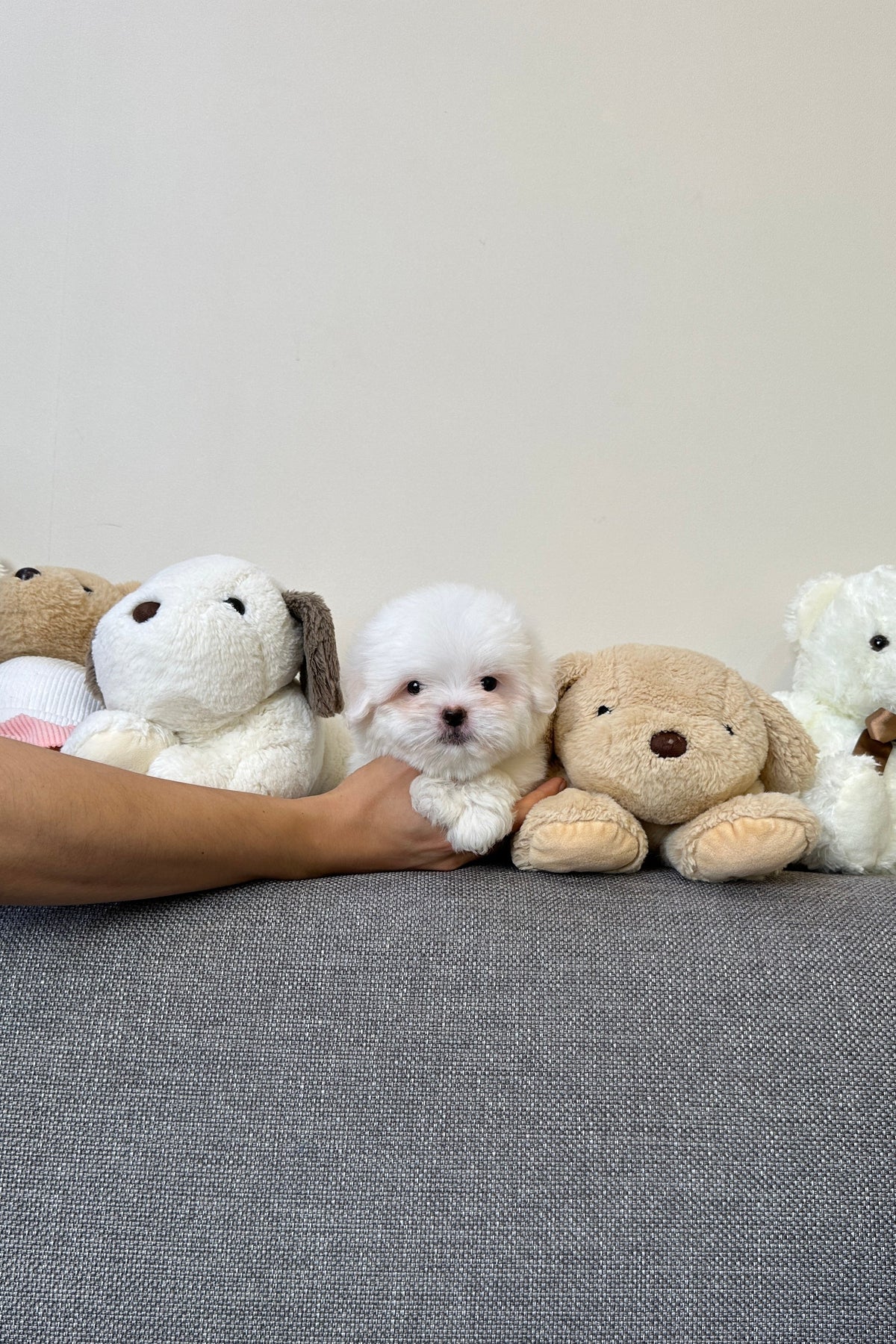 KKAKKA - FEMALE (COTON DE TULEAR)