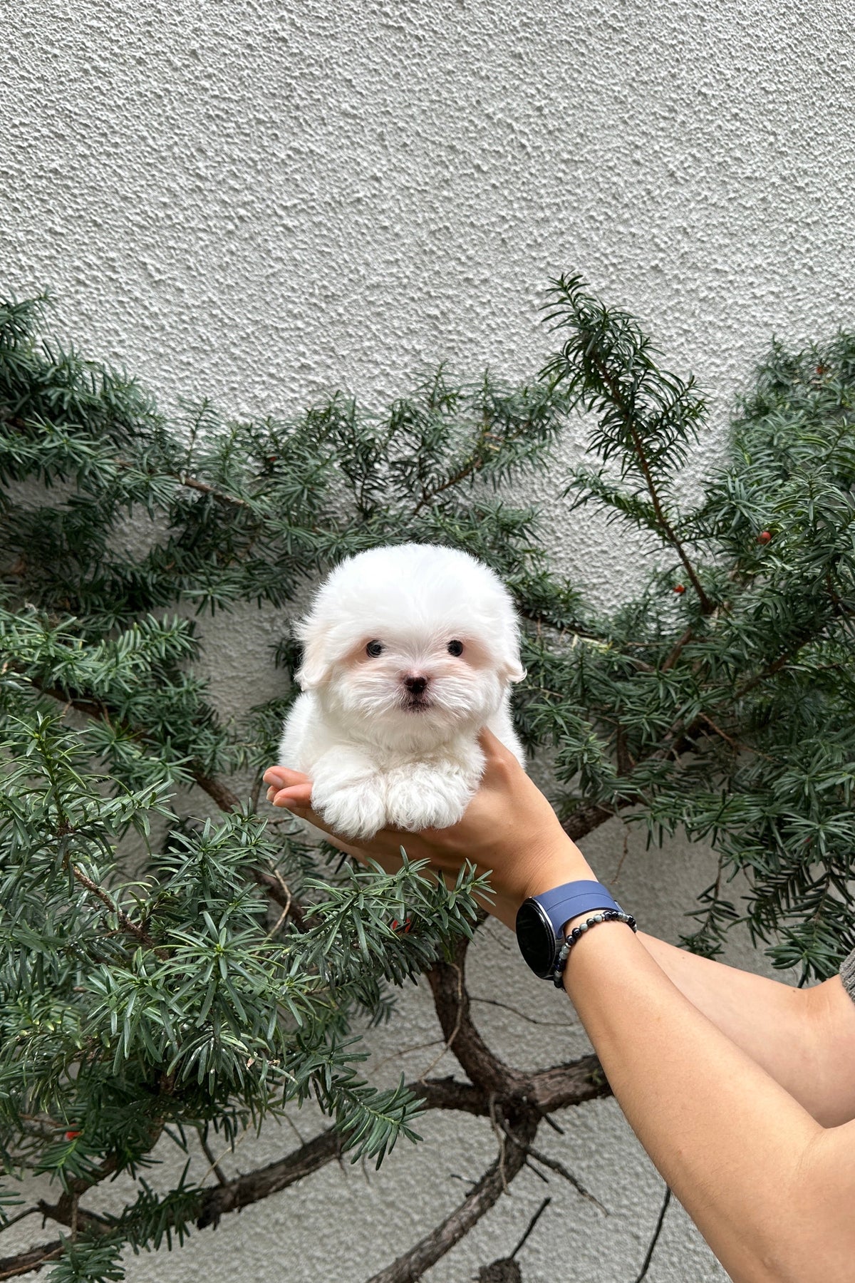 KKAKKA - FEMALE (COTON DE TULEAR)