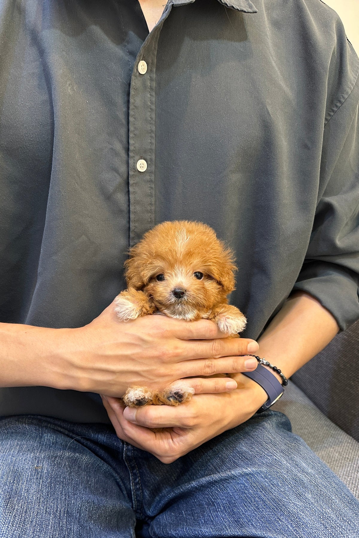 NOEUL - MALE (MALTIPOO)