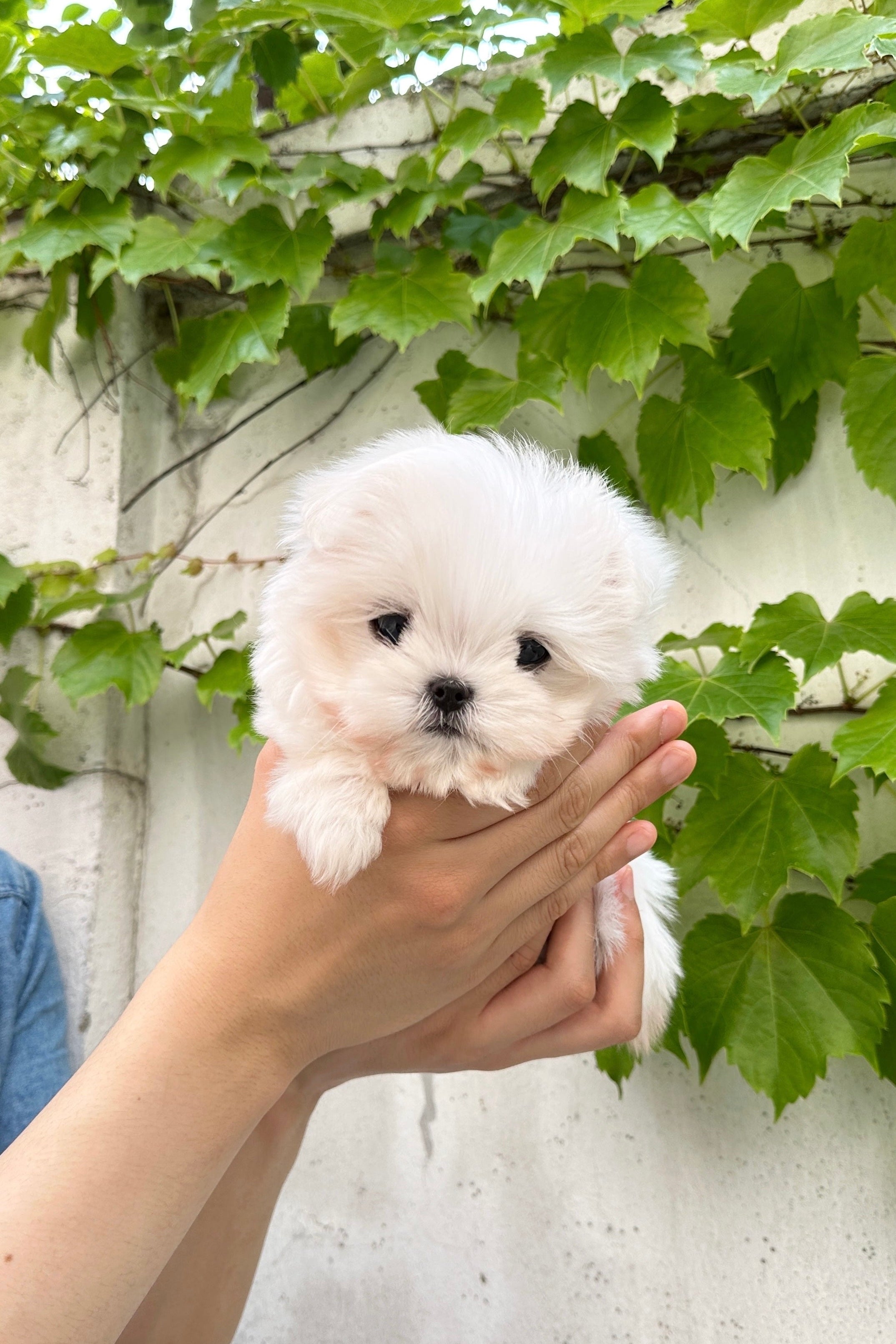 SEOLTANG - MALE (MALTESE)