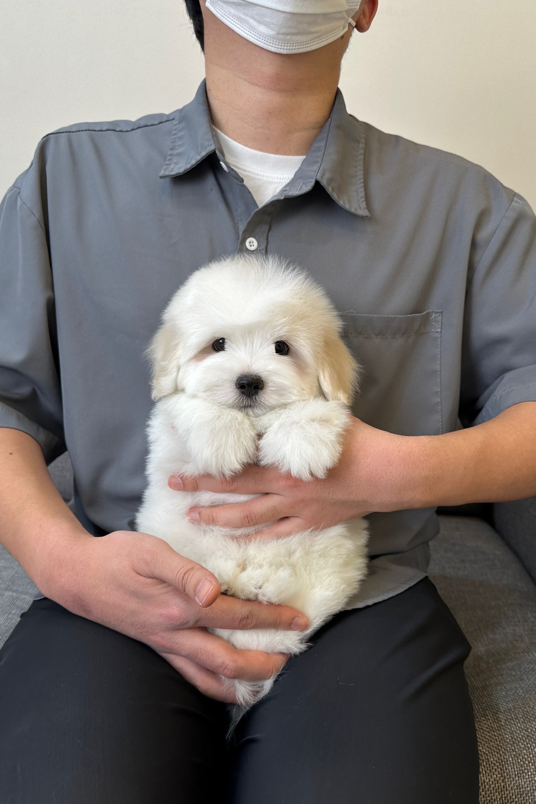 SOM - MALE (COTON DE TULEAR)