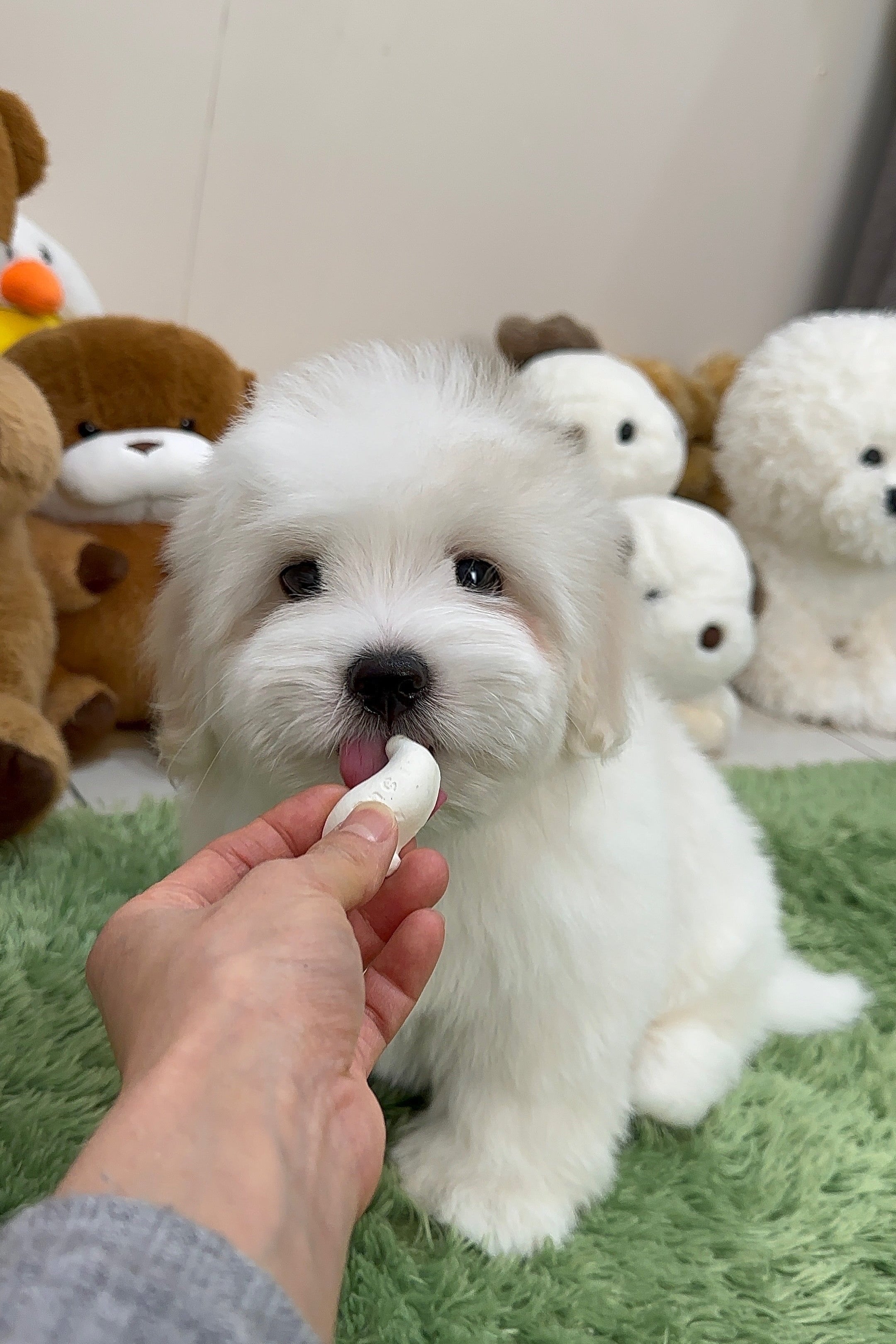 SOM - MALE (COTON DE TULEAR)