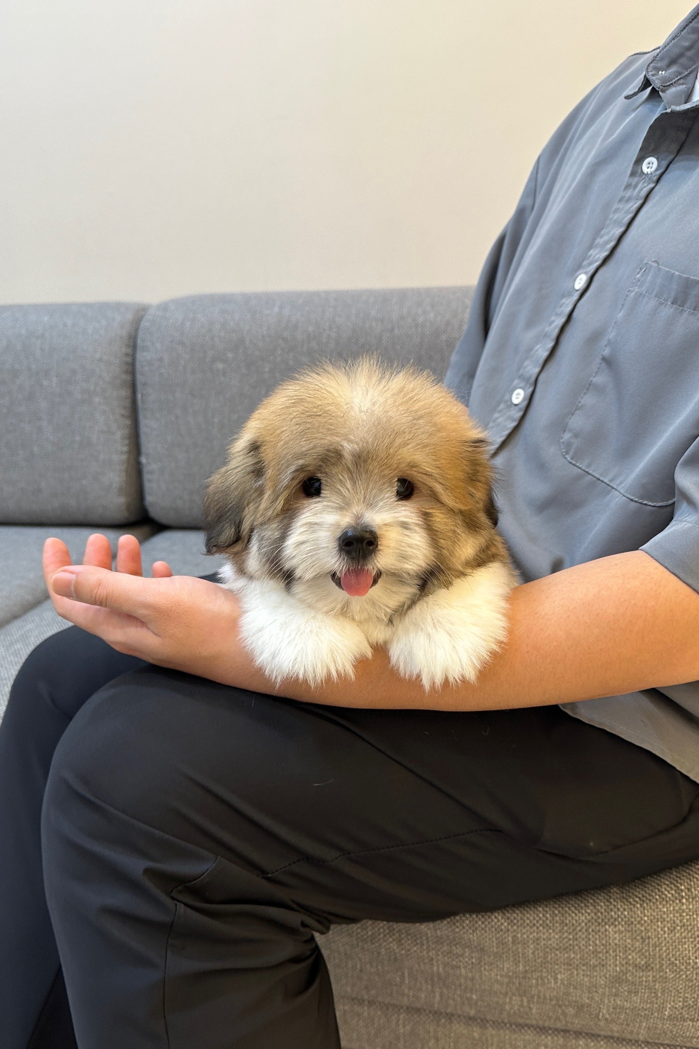 ROORI - FEMALE (COTON DE TULEAR)