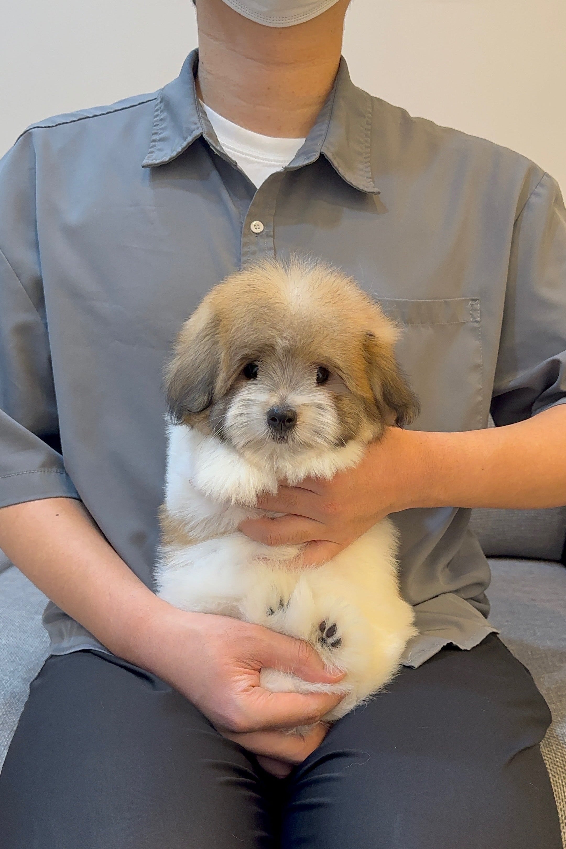 ROORI - FEMALE (COTON DE TULEAR)