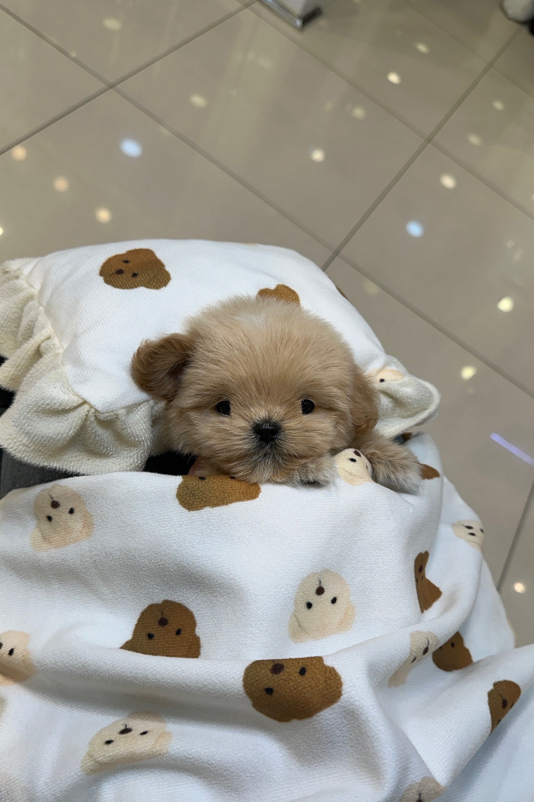 WOONI - MALE (MALTIPOO)
