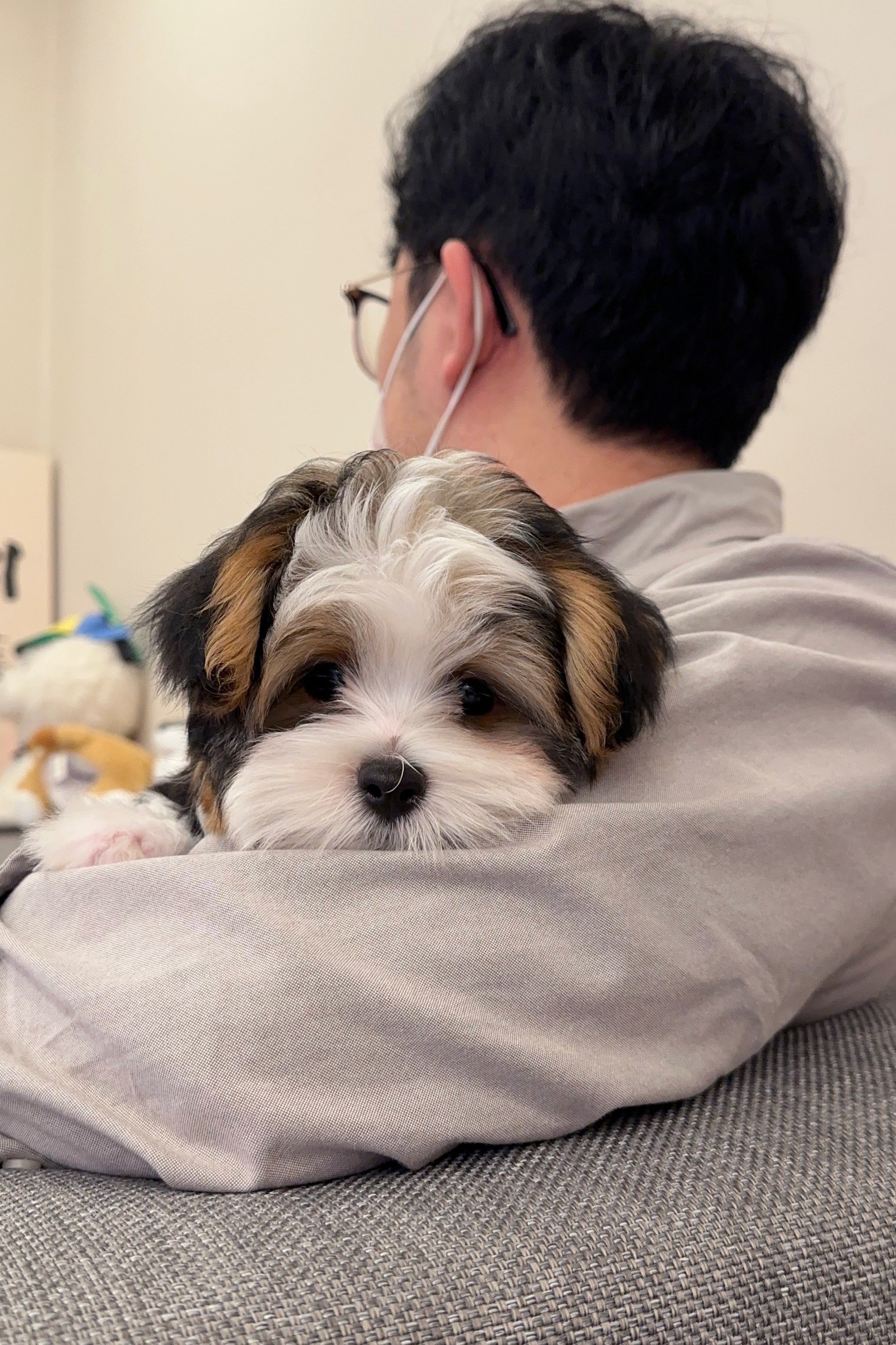 ACE - MALE (BIEWER TERRIER)