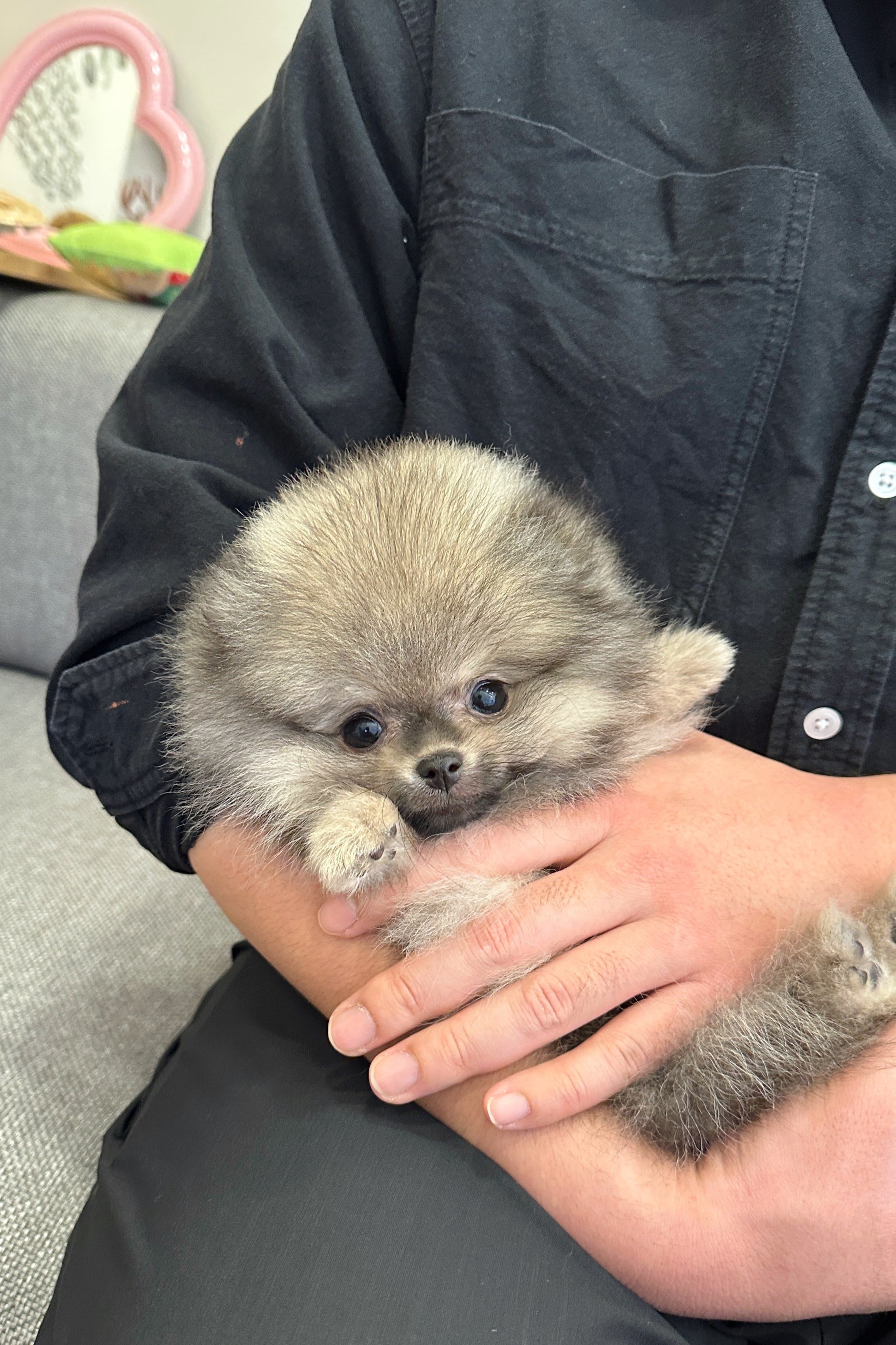 KUMA - MALE (POMERANIAN)