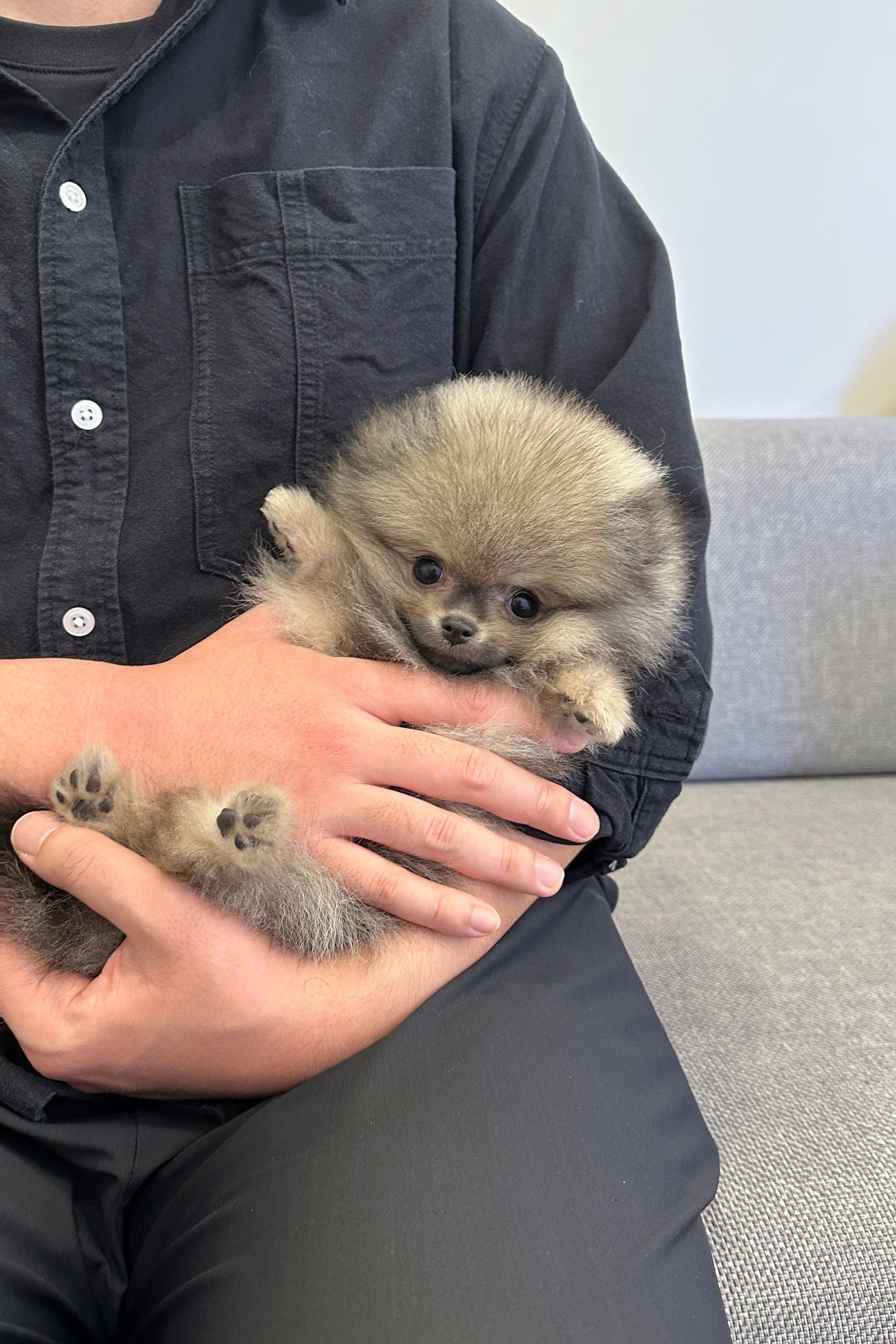 KUMA - MALE (POMERANIAN)