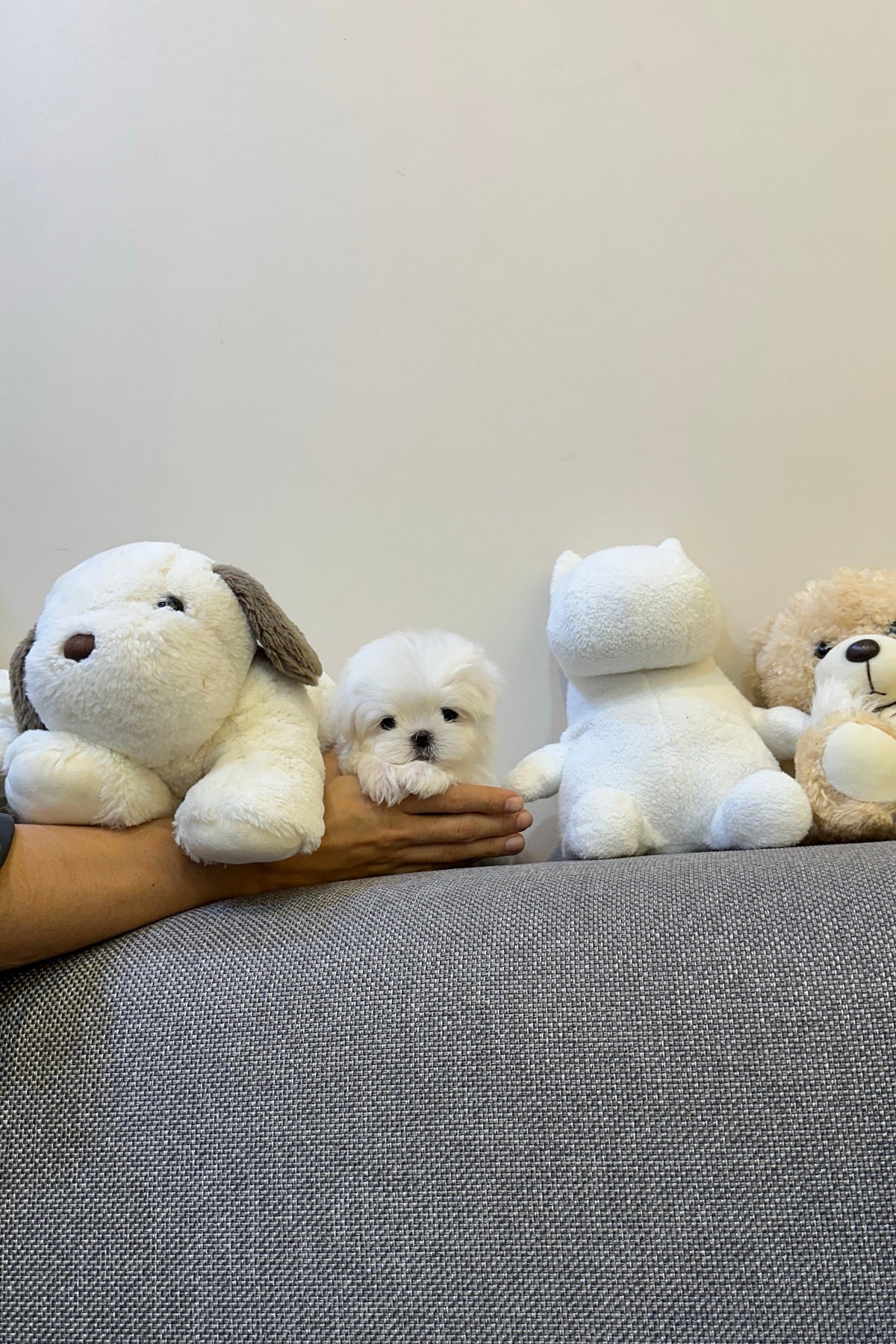 GEUMDONG - MALE (MALTESE)