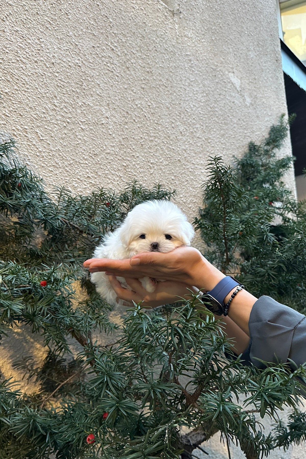 GEUMDONG - MALE (MALTESE)