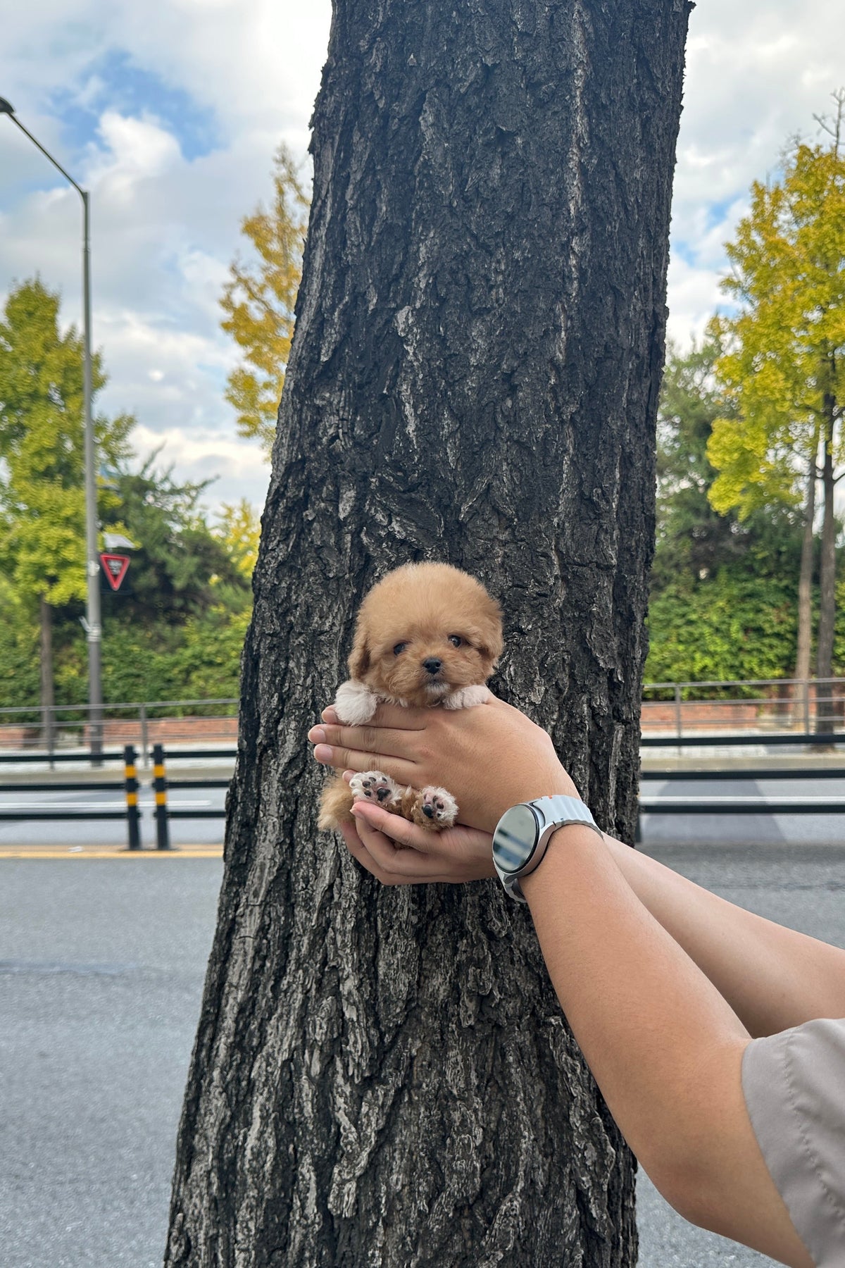 GAEUL  - FEMALE (MALTIPOO)