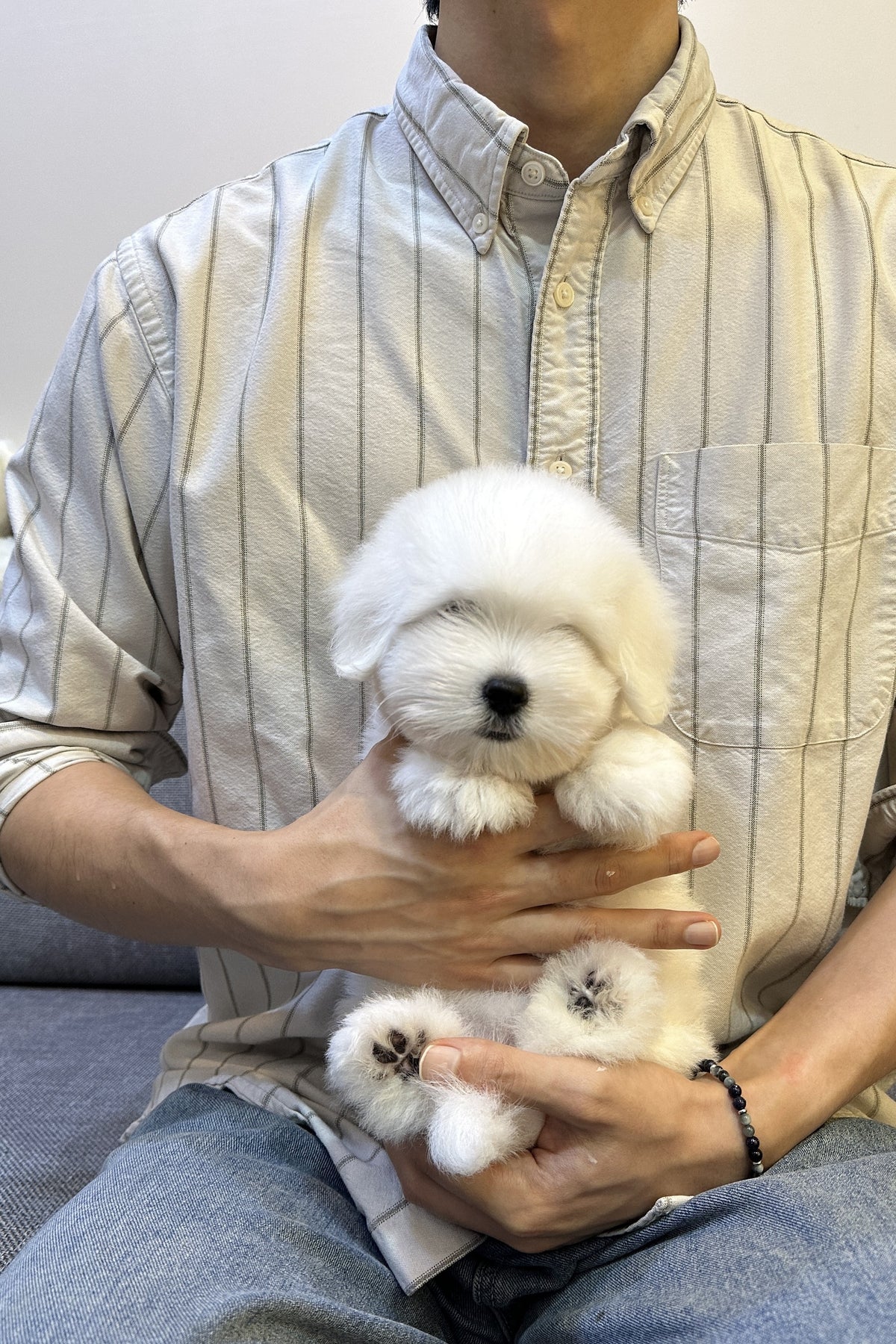 Annie, a white female Coton de Tulear puppy held in arms